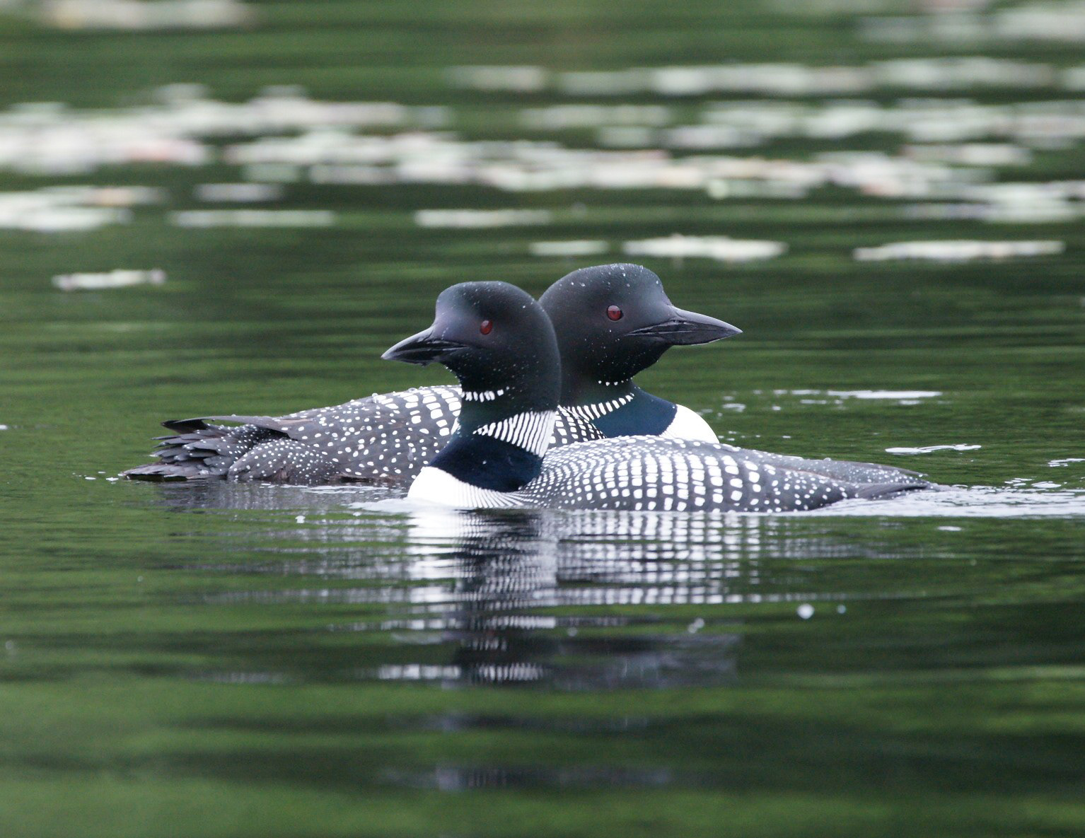 Common Loon - ME