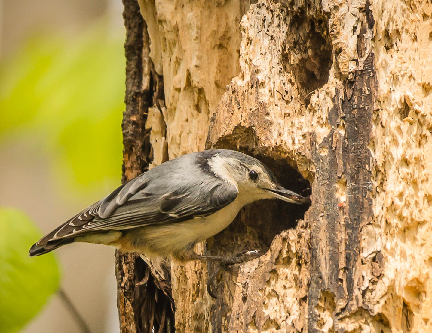 White breasted Nuthatch
