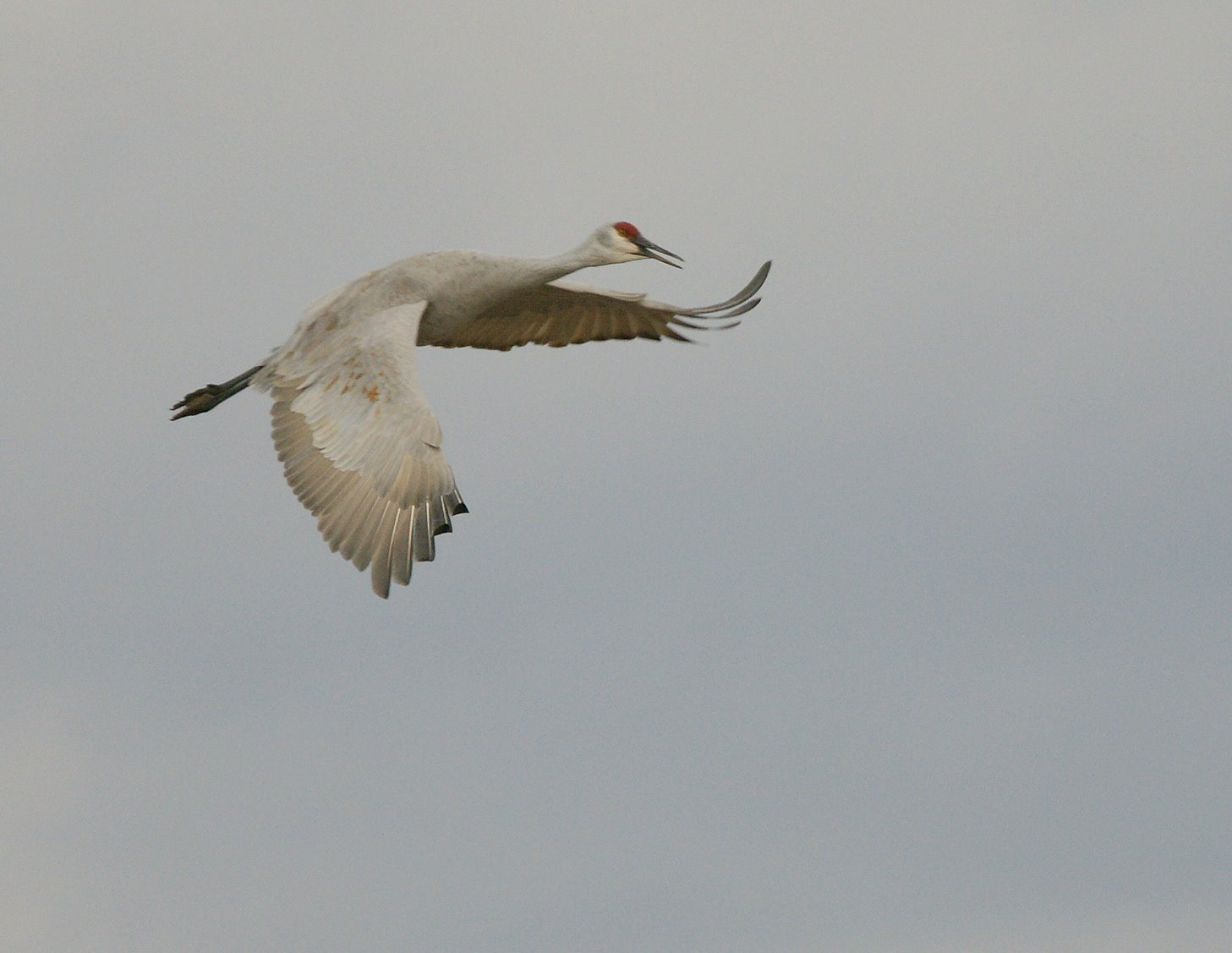 Sandhill Crane - NM