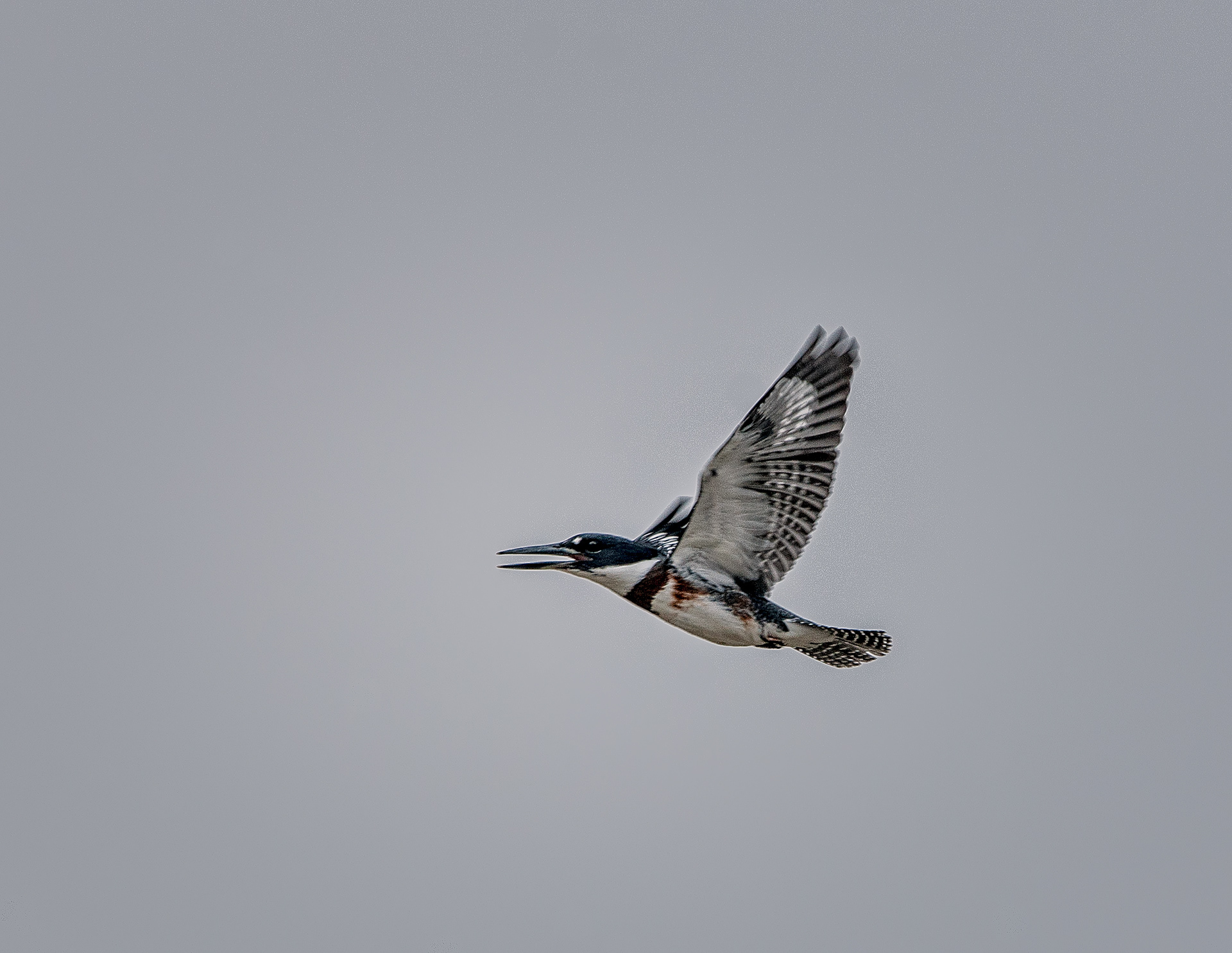 Belted Kingfisher -ME