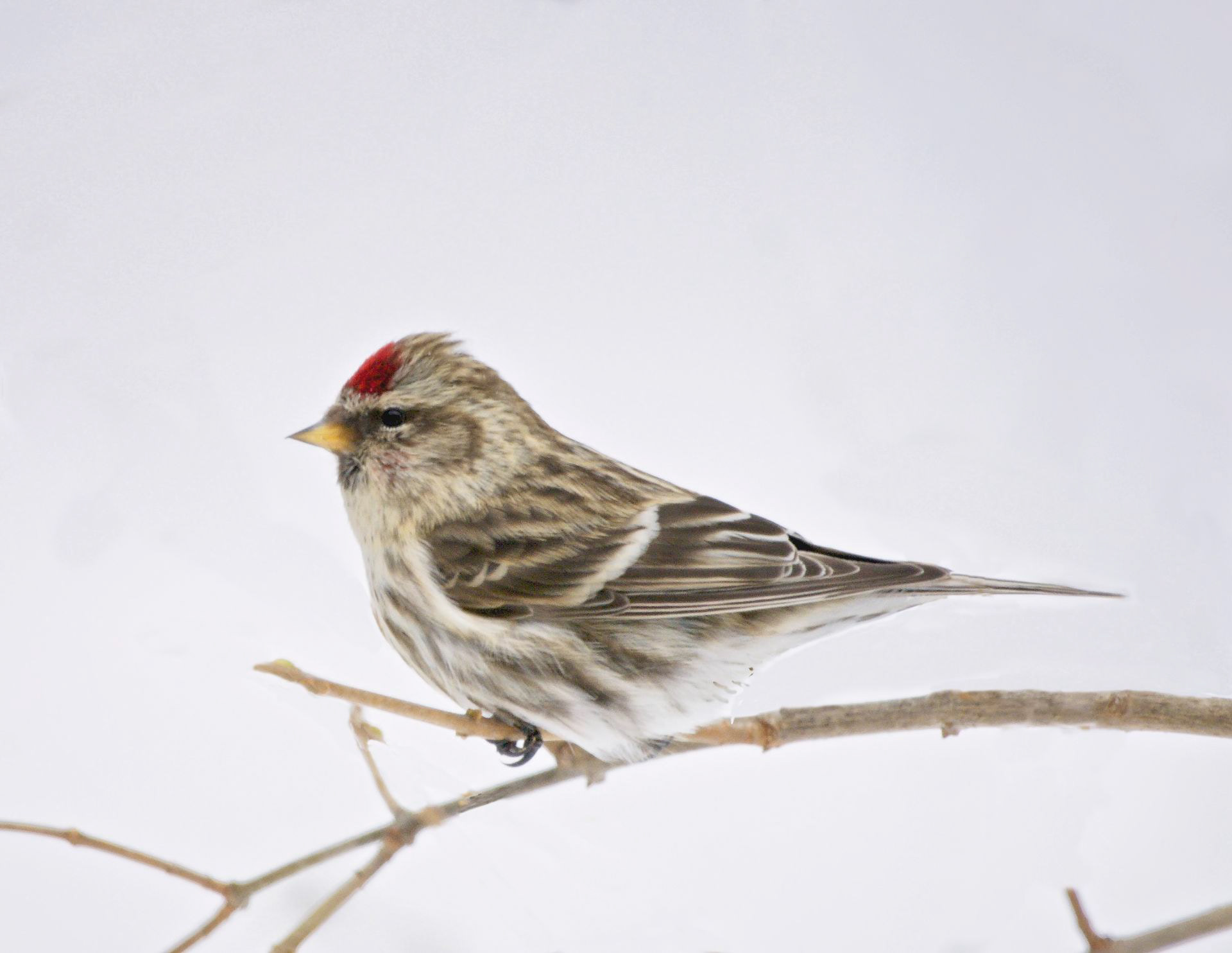 Common Redpoll - ME