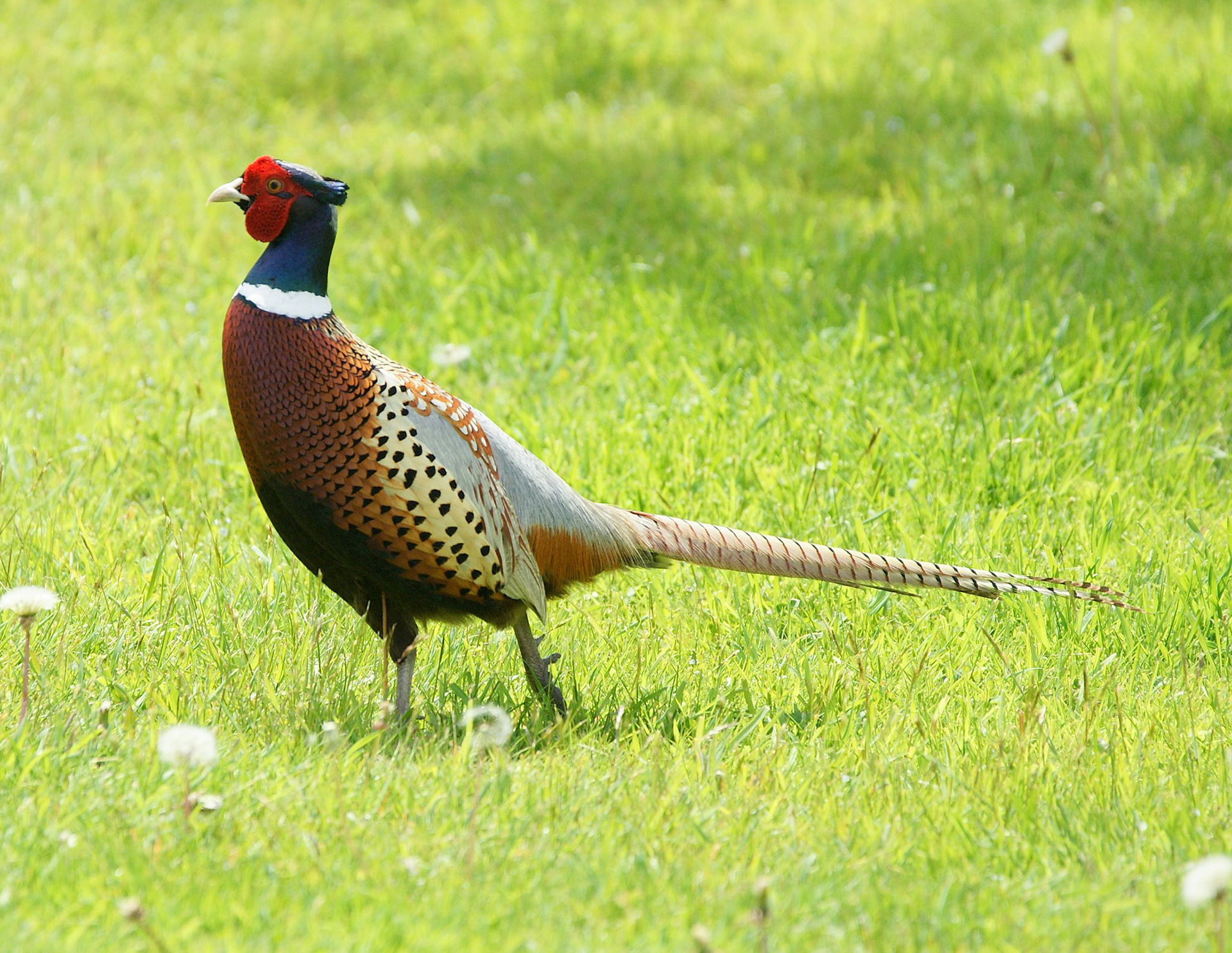 Ring-necked Pheasant - ME