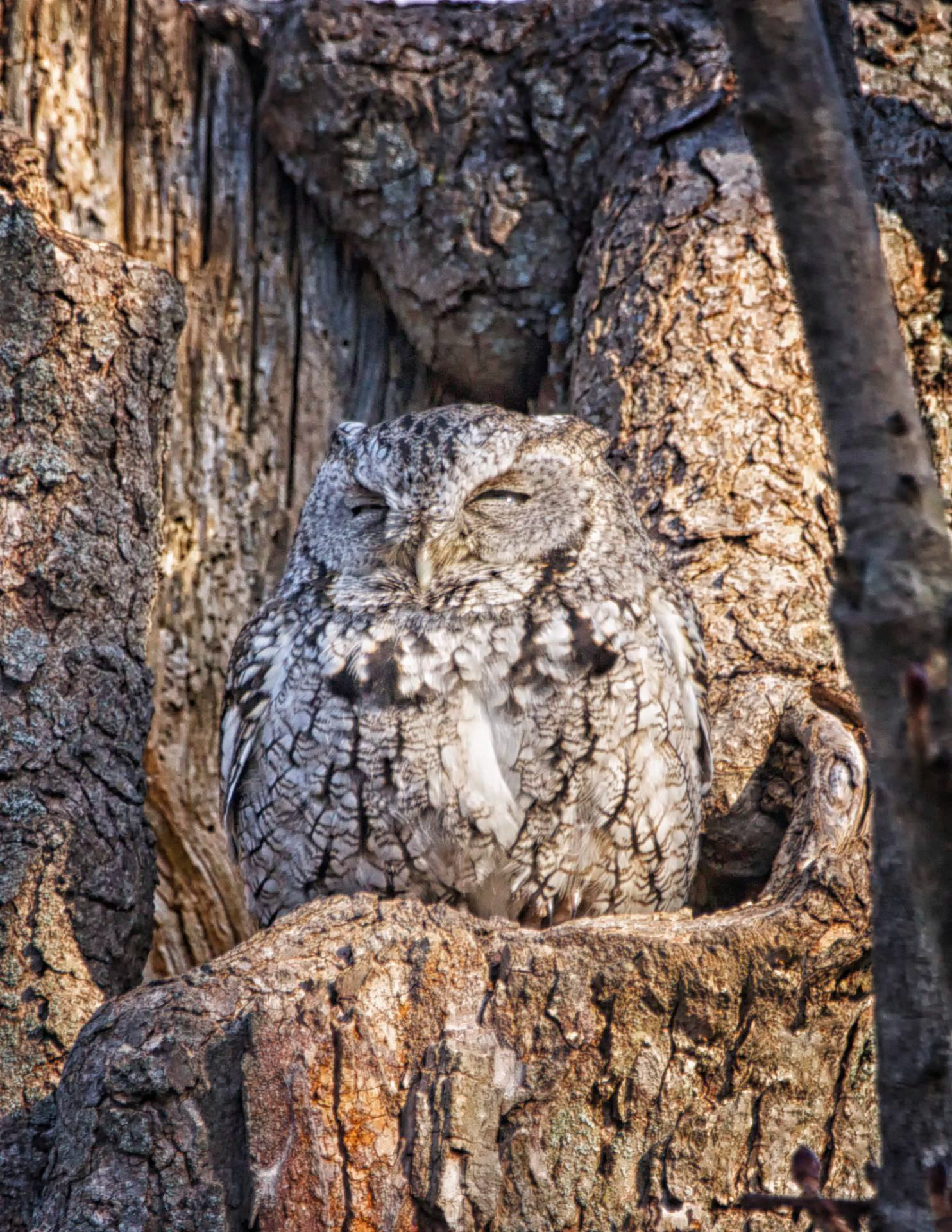 Eastern Screech Owl - MA