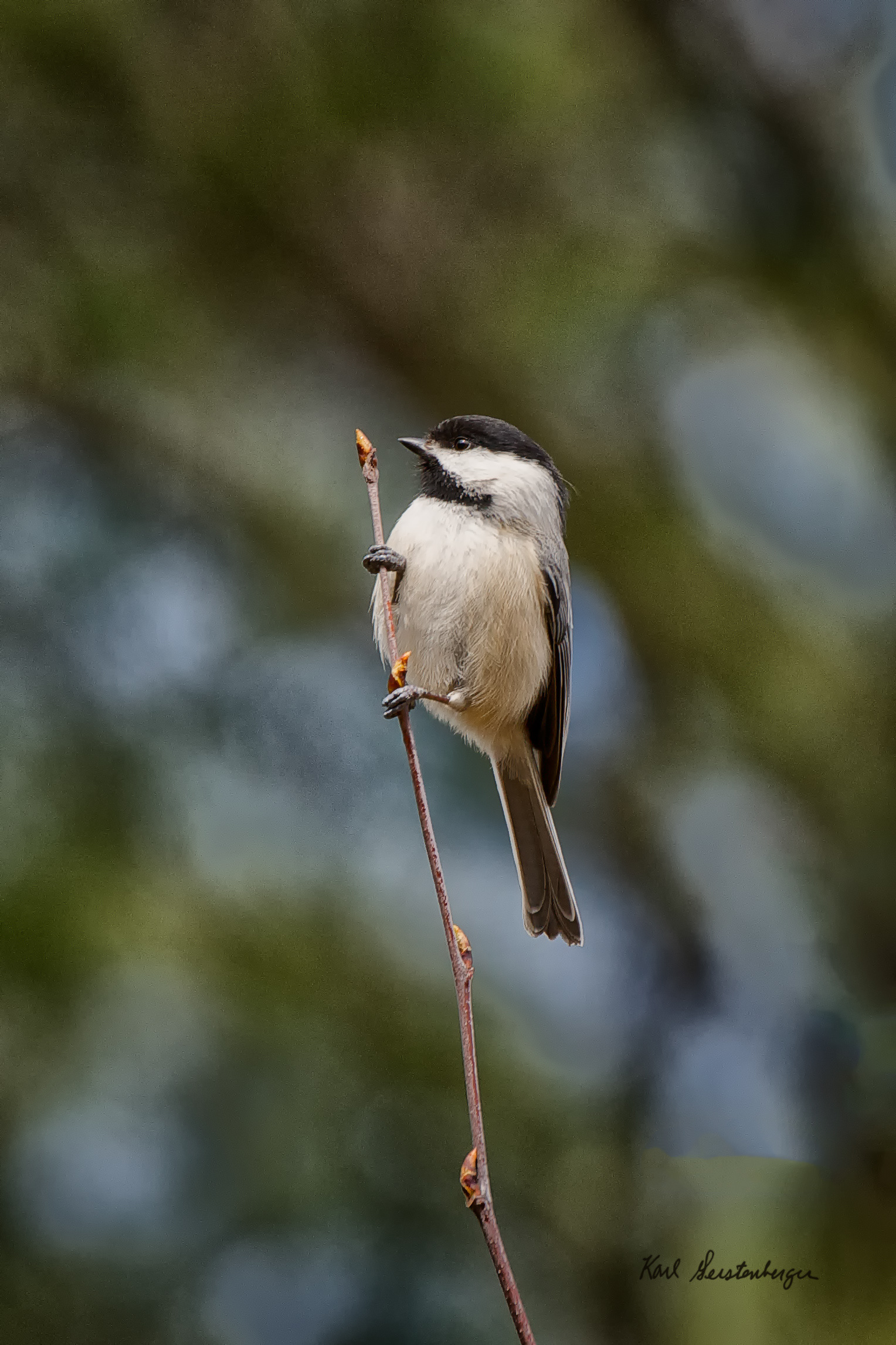 Blackk capped Chickadee - ME. adee - Maine