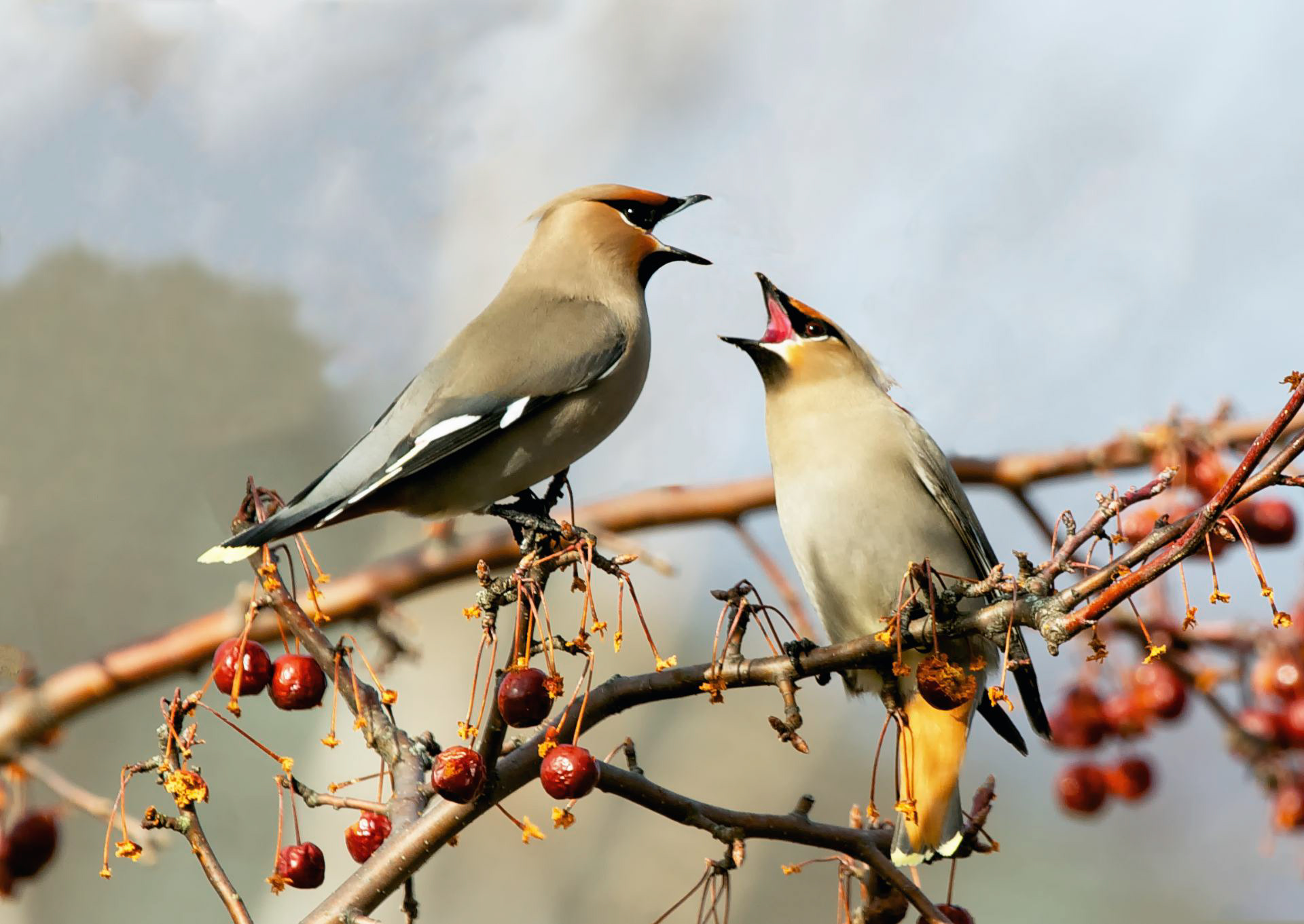 Bohemian Waxwing