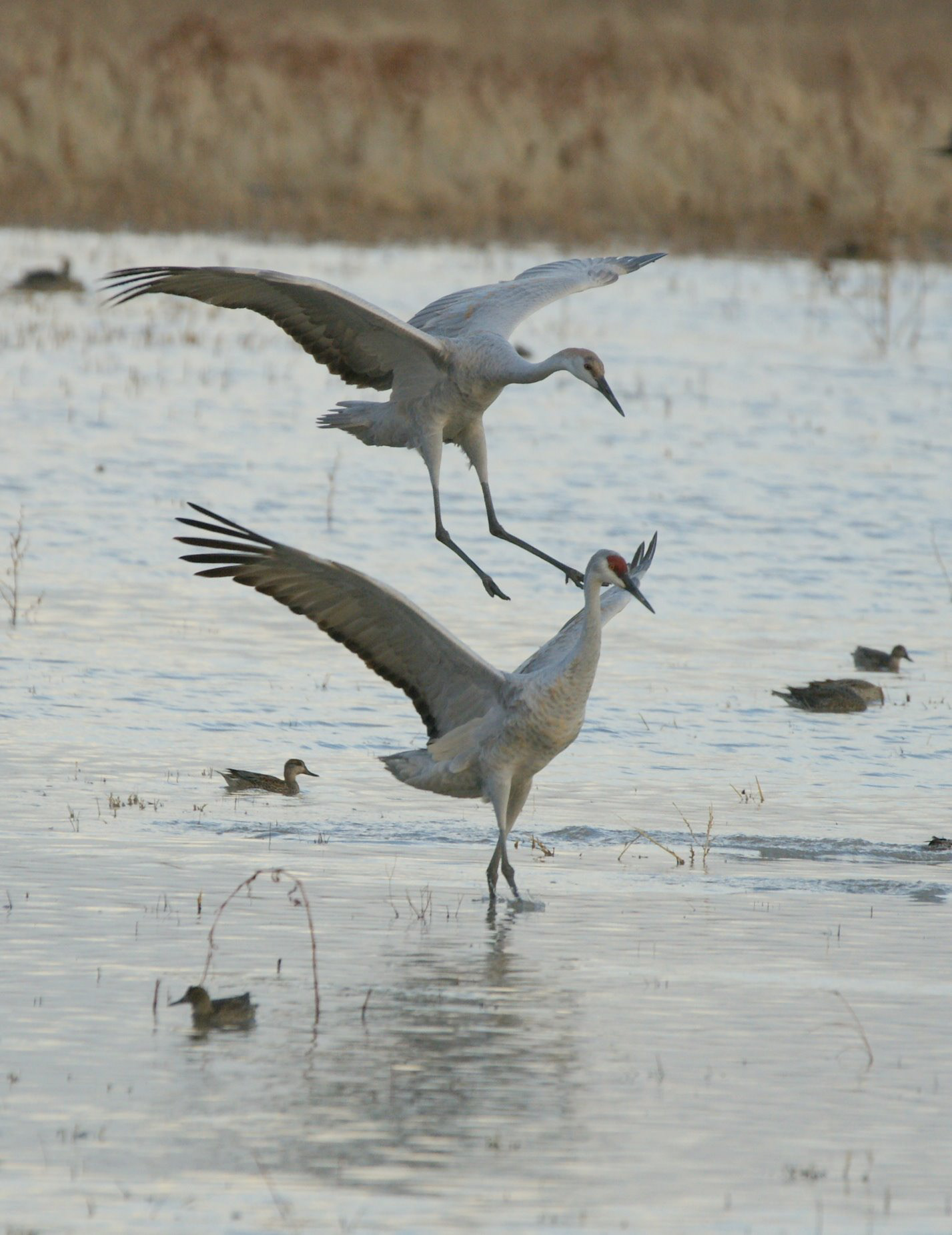Sandhill Crane - NM