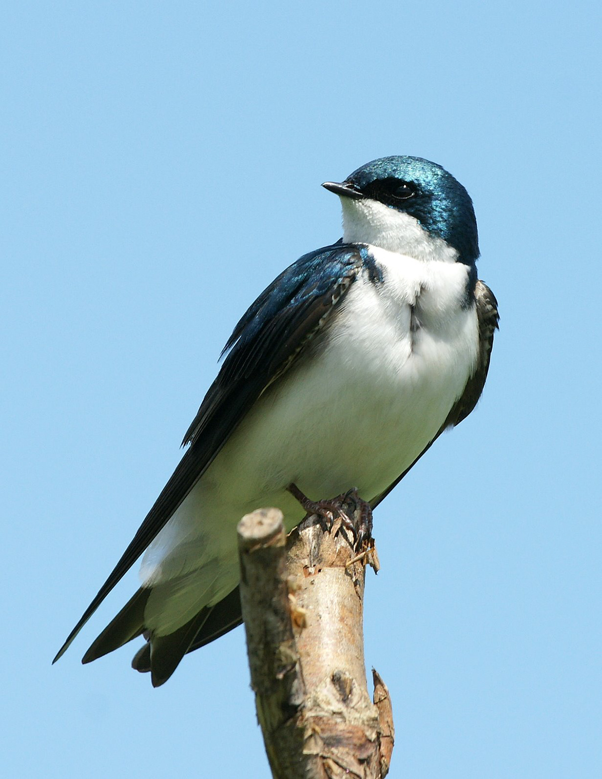Tree Swallow - ME
