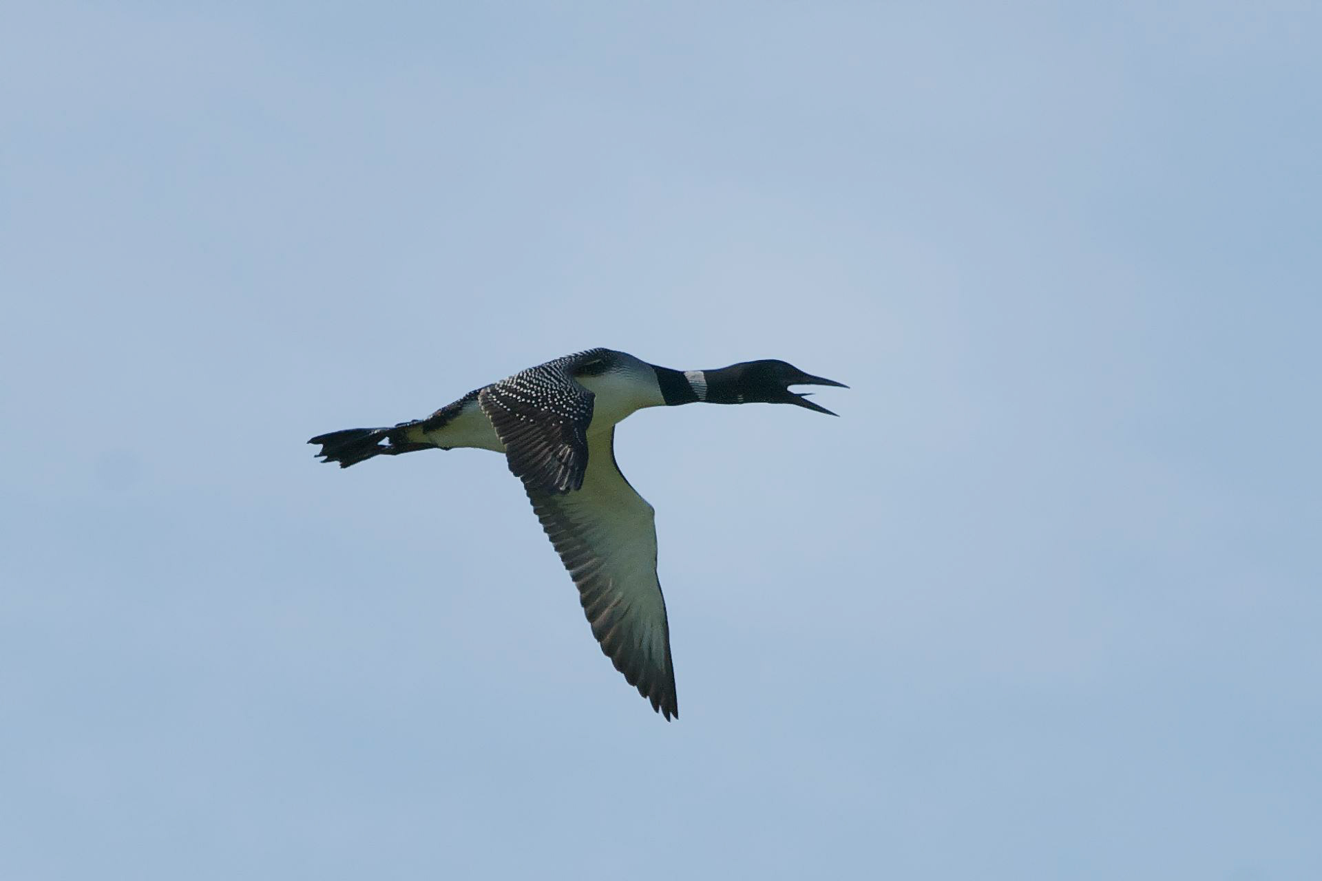 Common Loon - ME