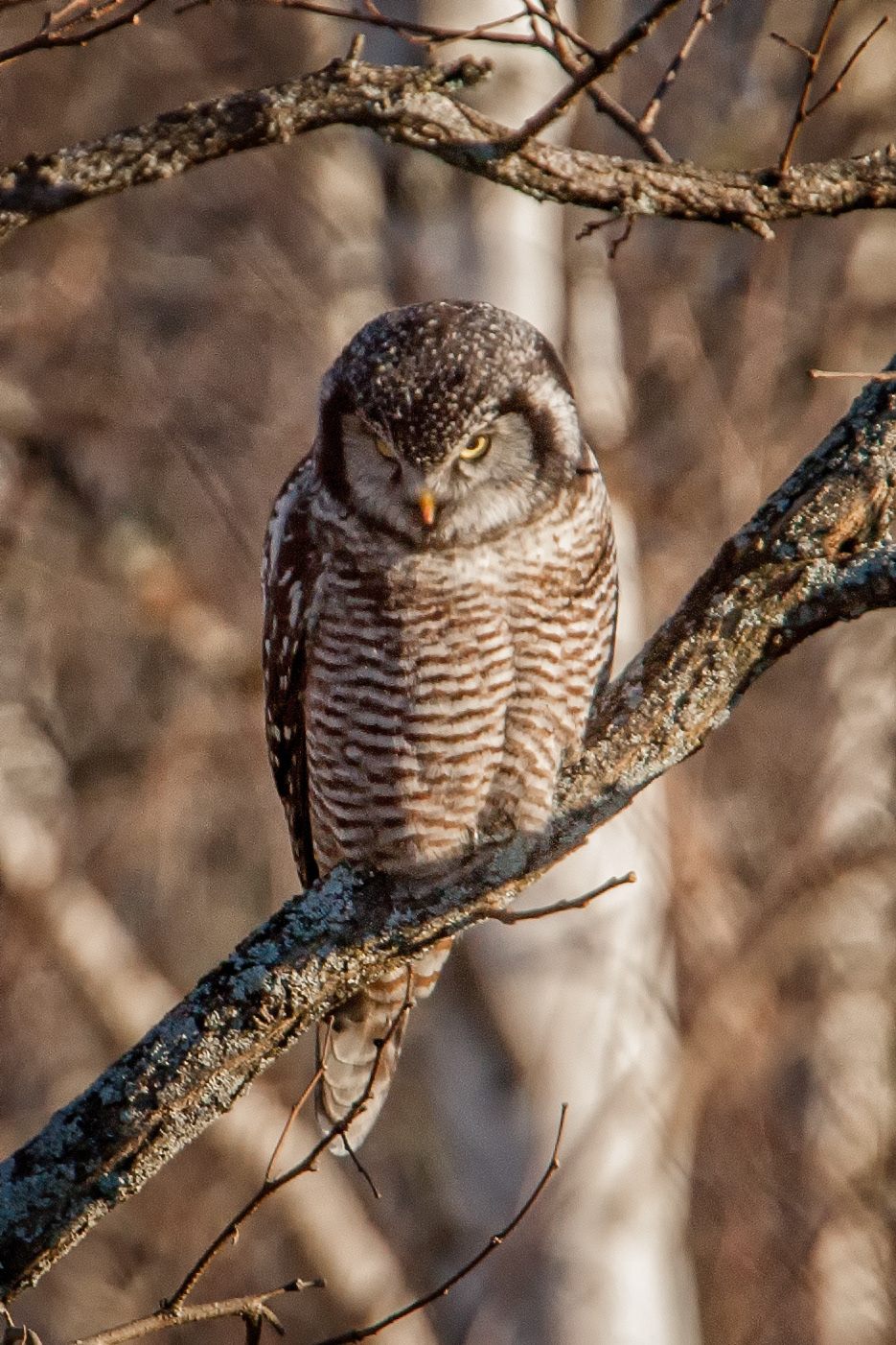 Northern Hawk Owl -ME
