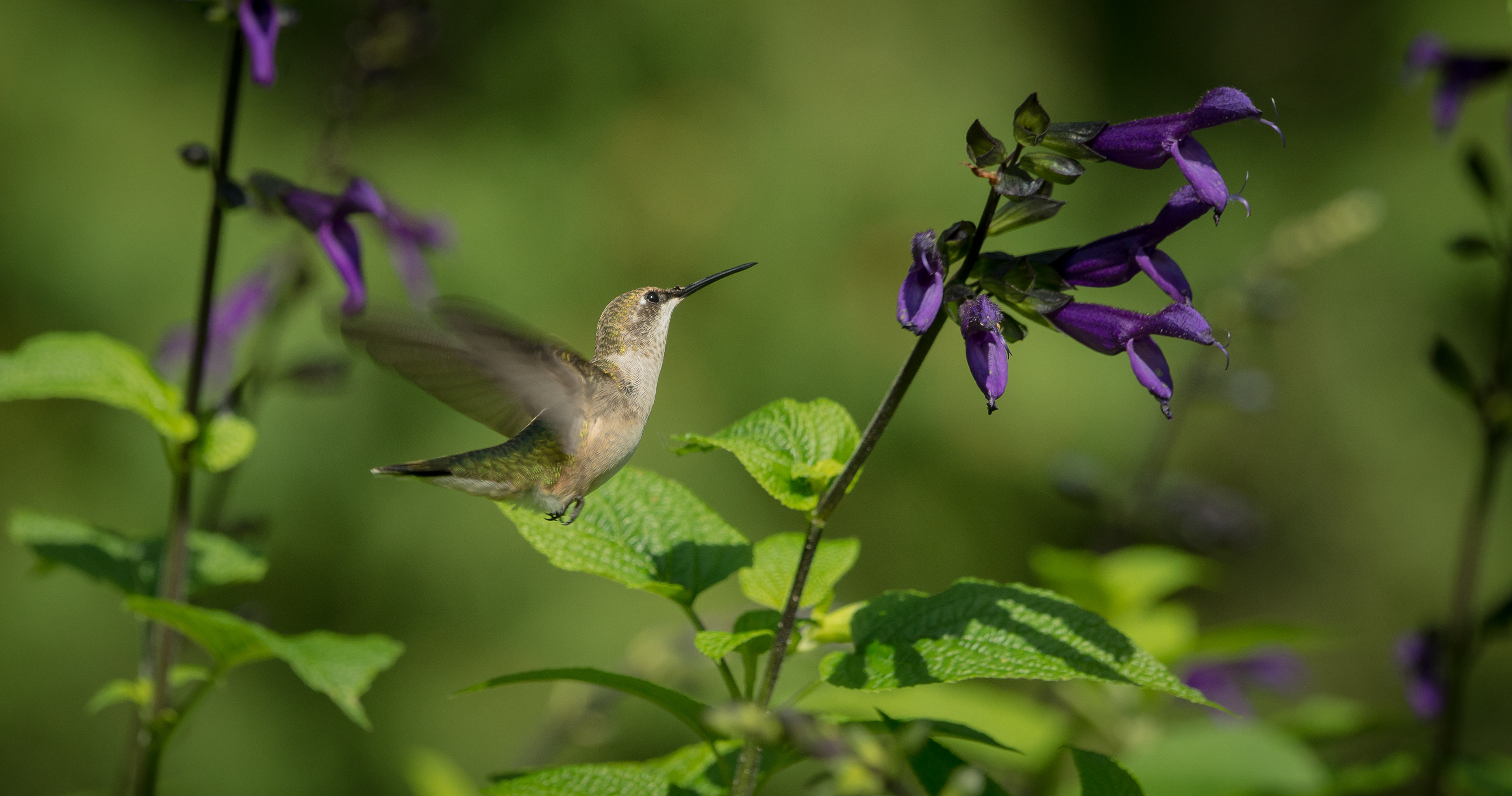 Ruby-throated Hummingbird - ME