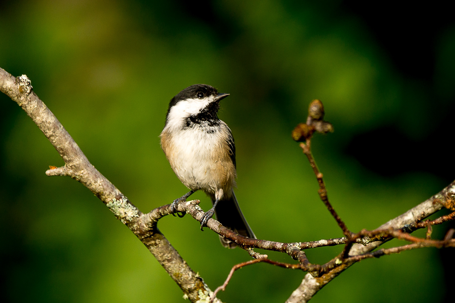 Black-capped Chickadee - ME
