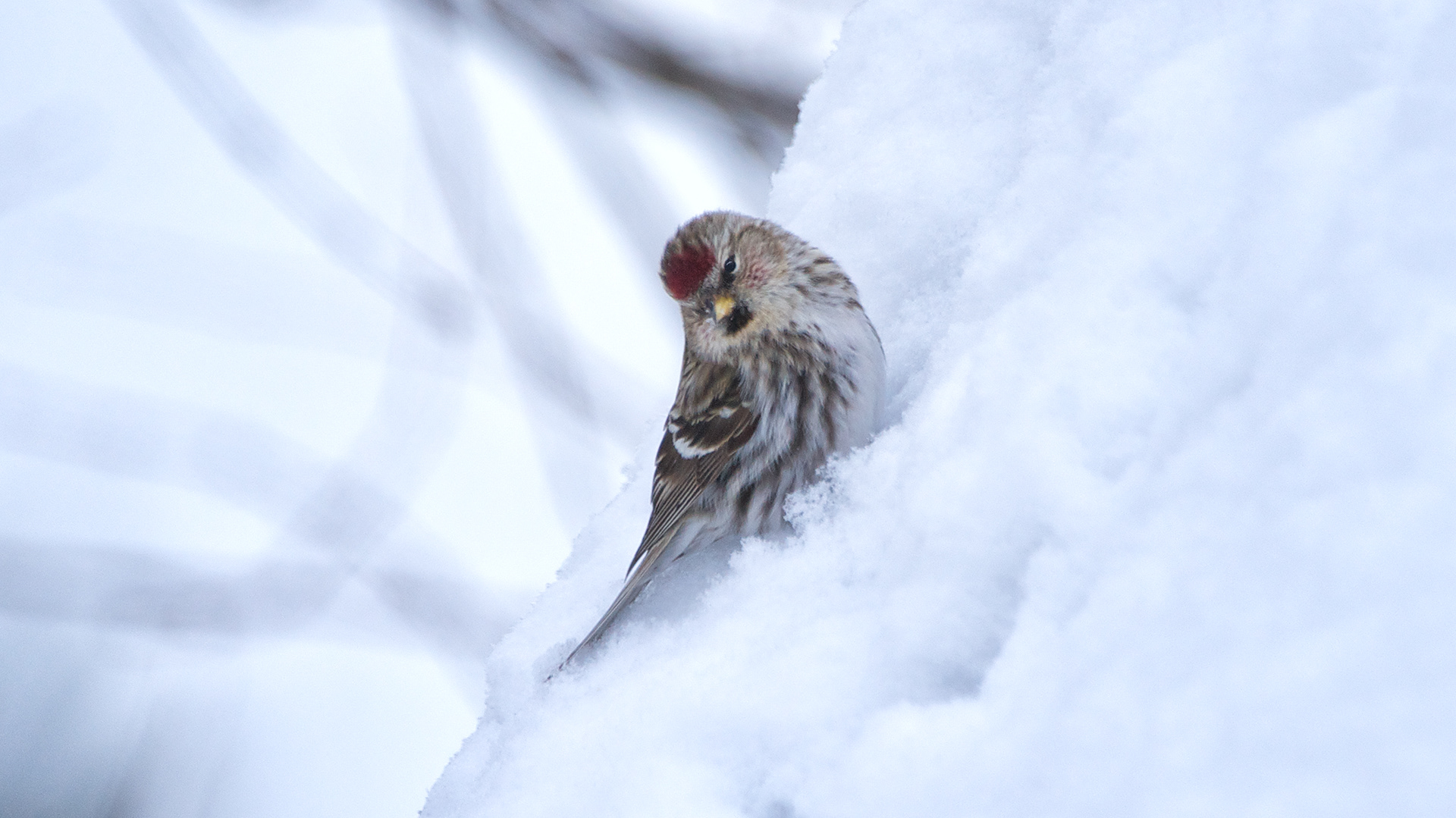 Common Redpoll - ME