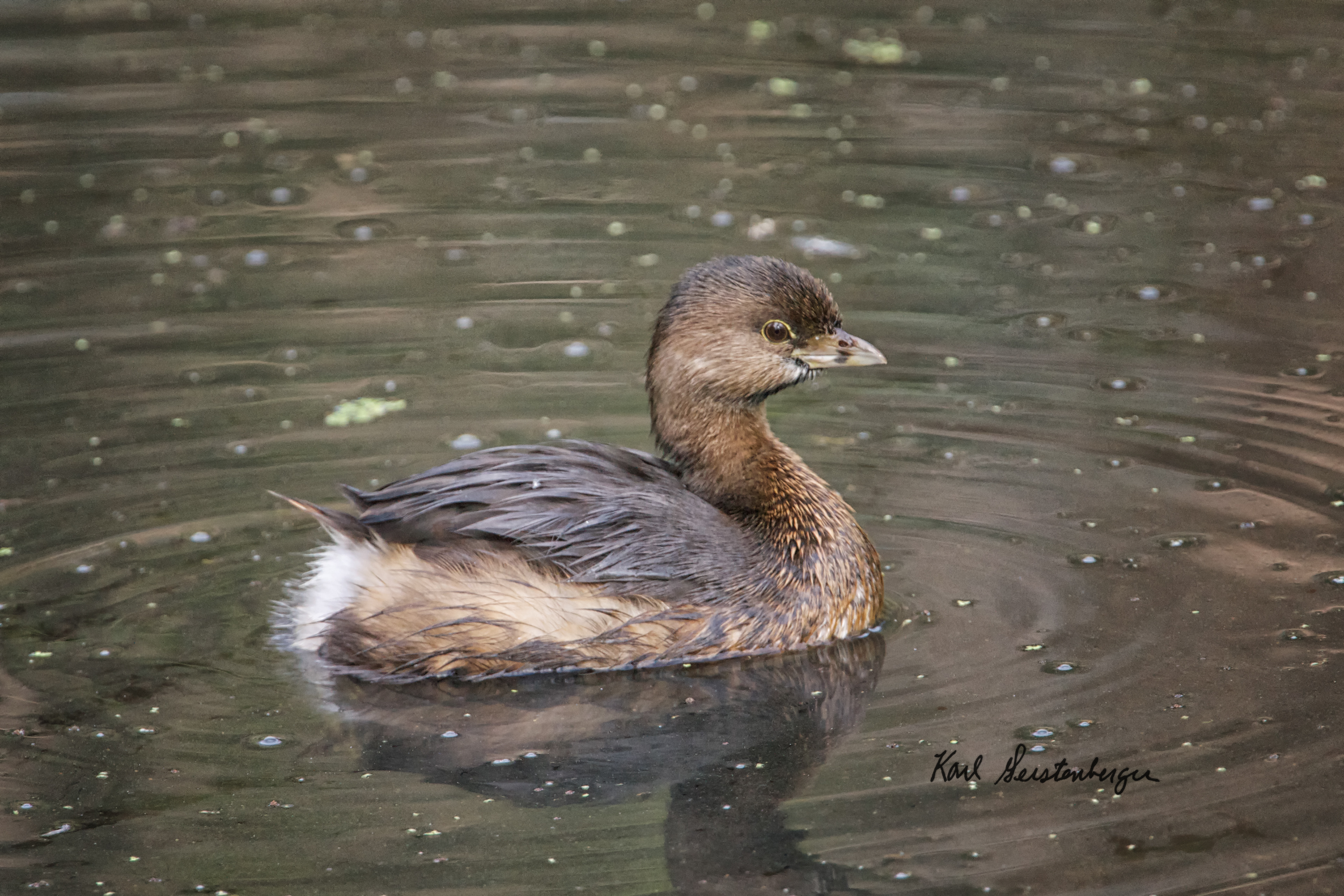 Pied-billed Grebe - ME