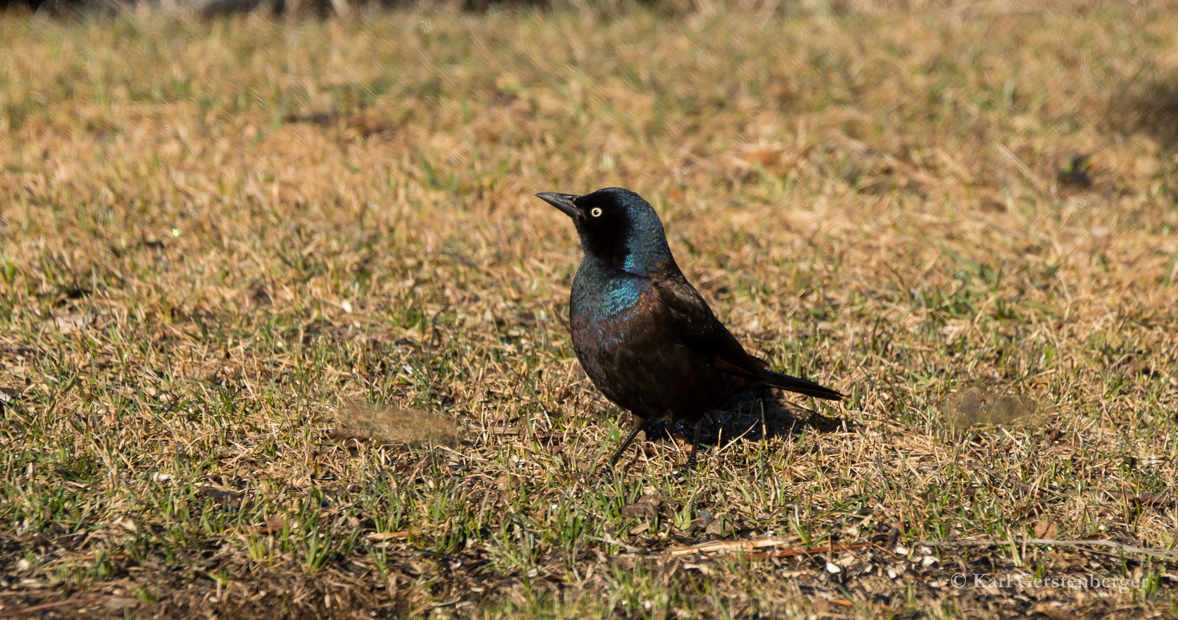 Common Grackle - ME