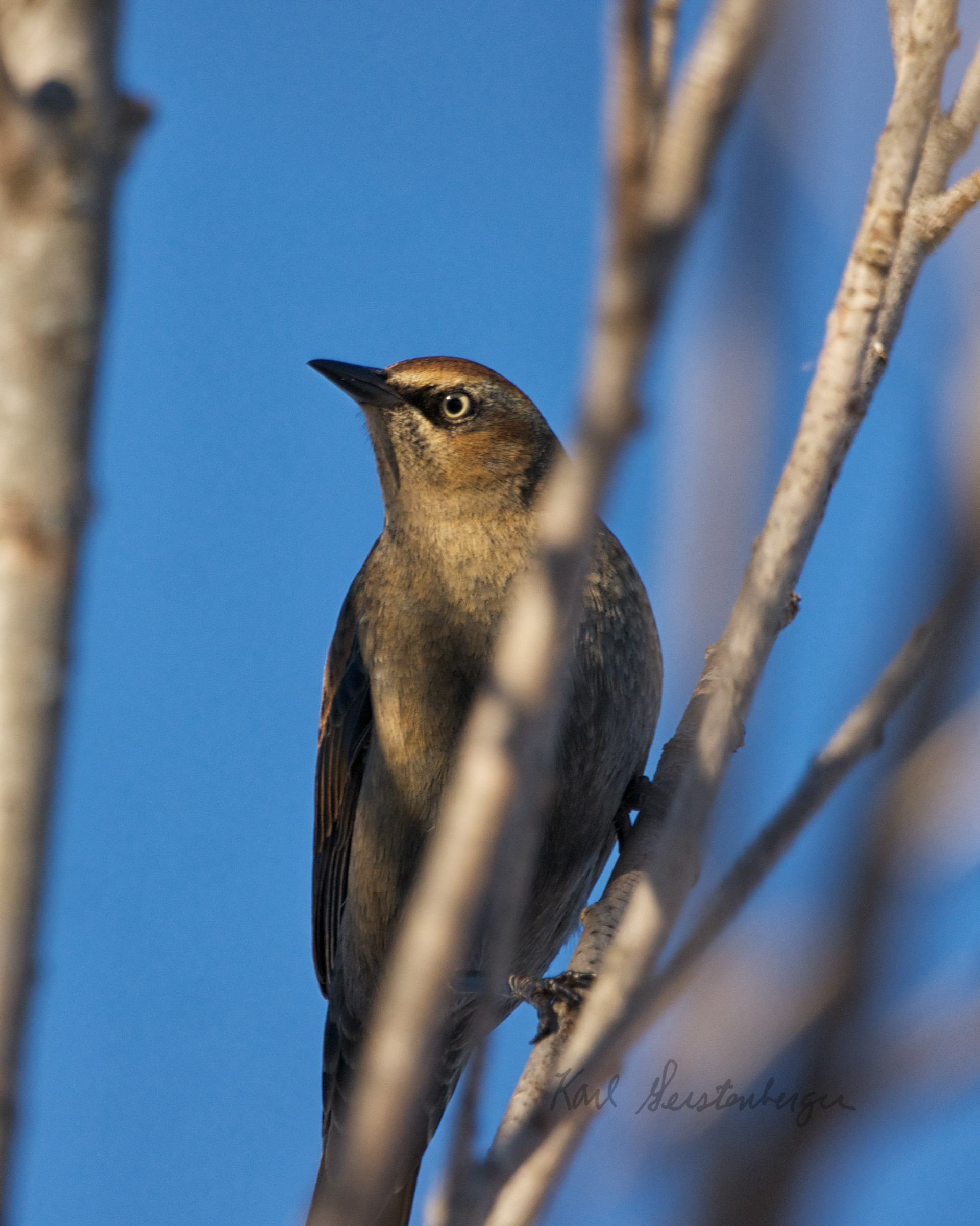 Rusty Blackbird - ME
