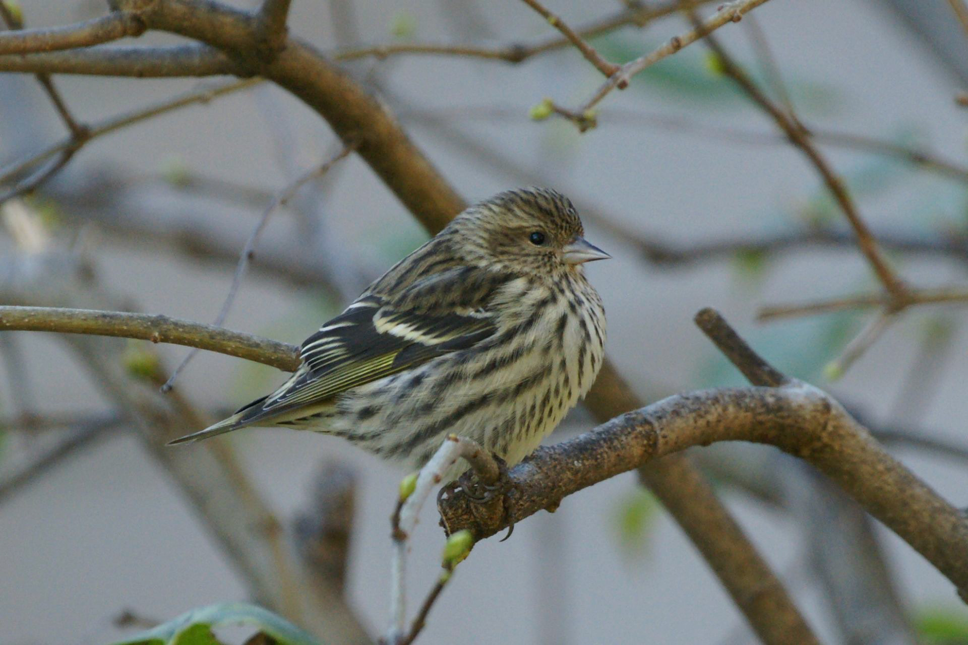 Pine Siskin - ME