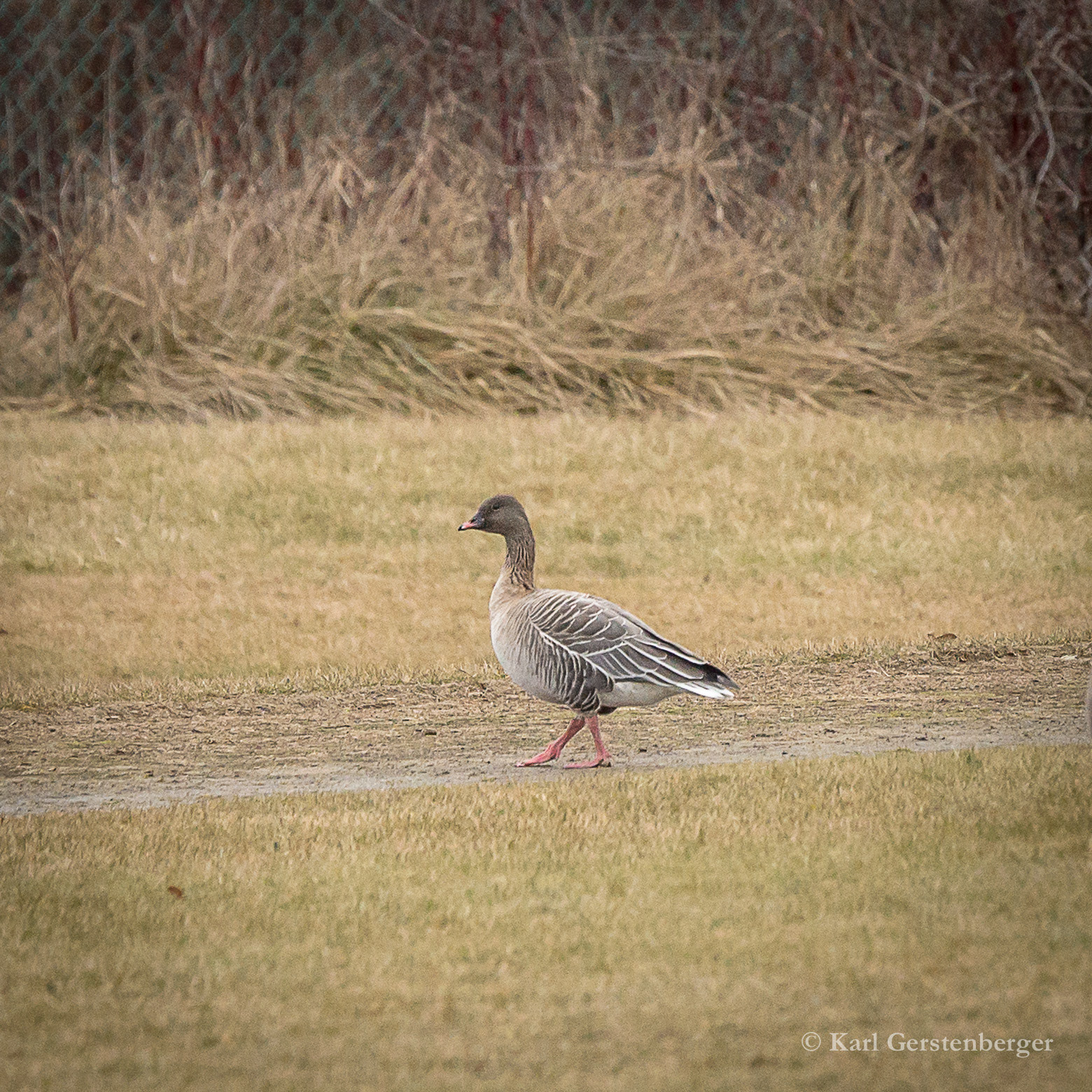 Pink -footed Goose - ME