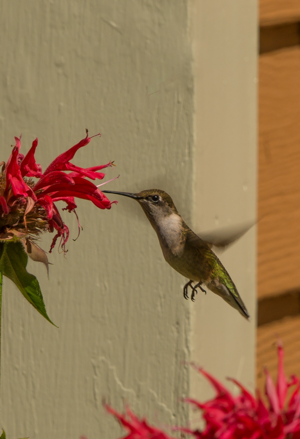 Ruby-throated Hummingbird - ME