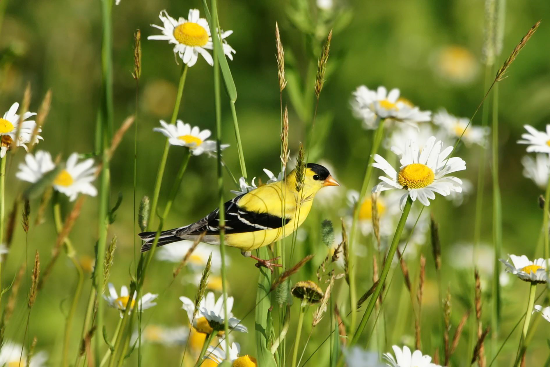 American Goldfinch -ME