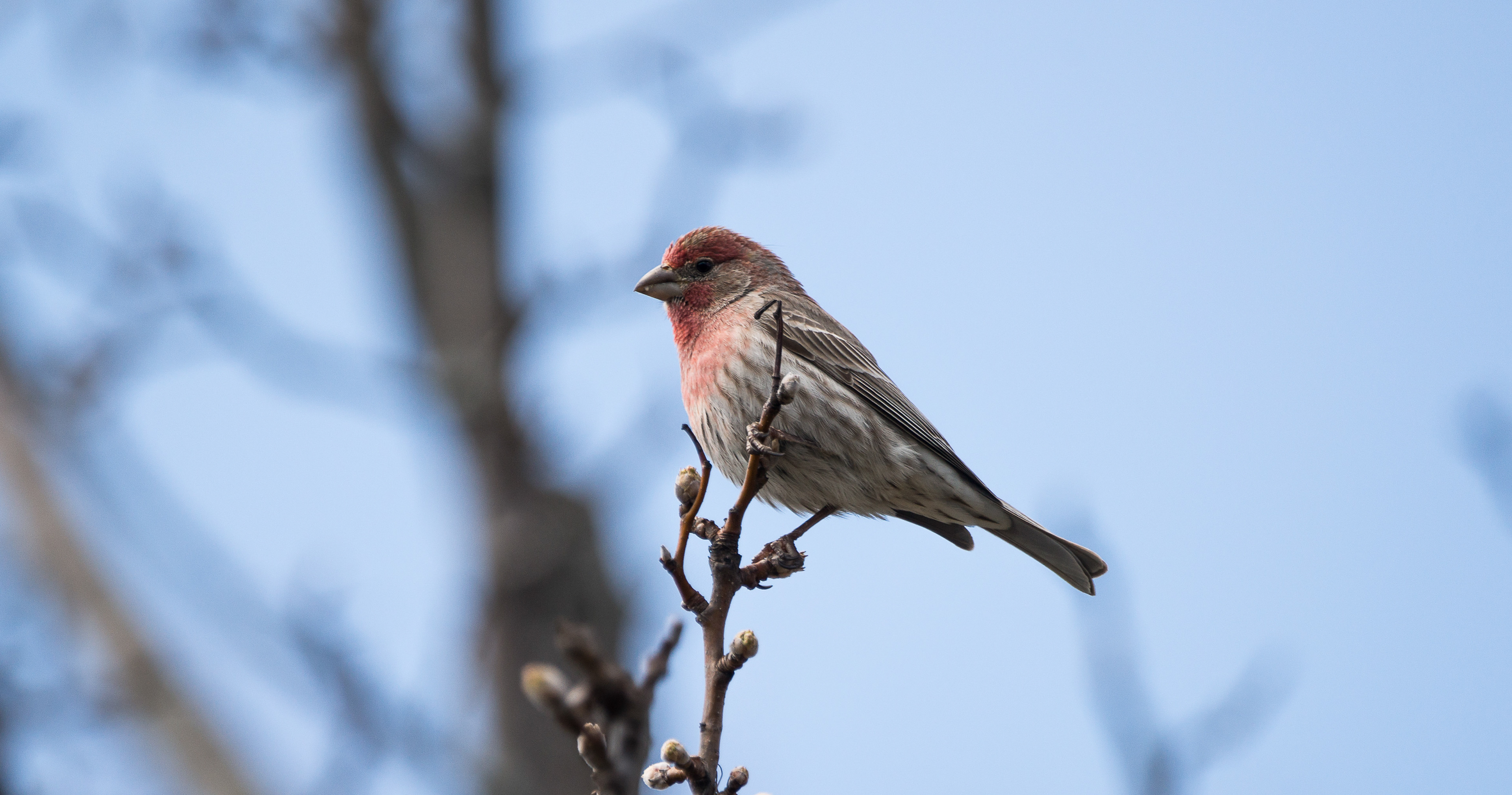 House Finch - ME