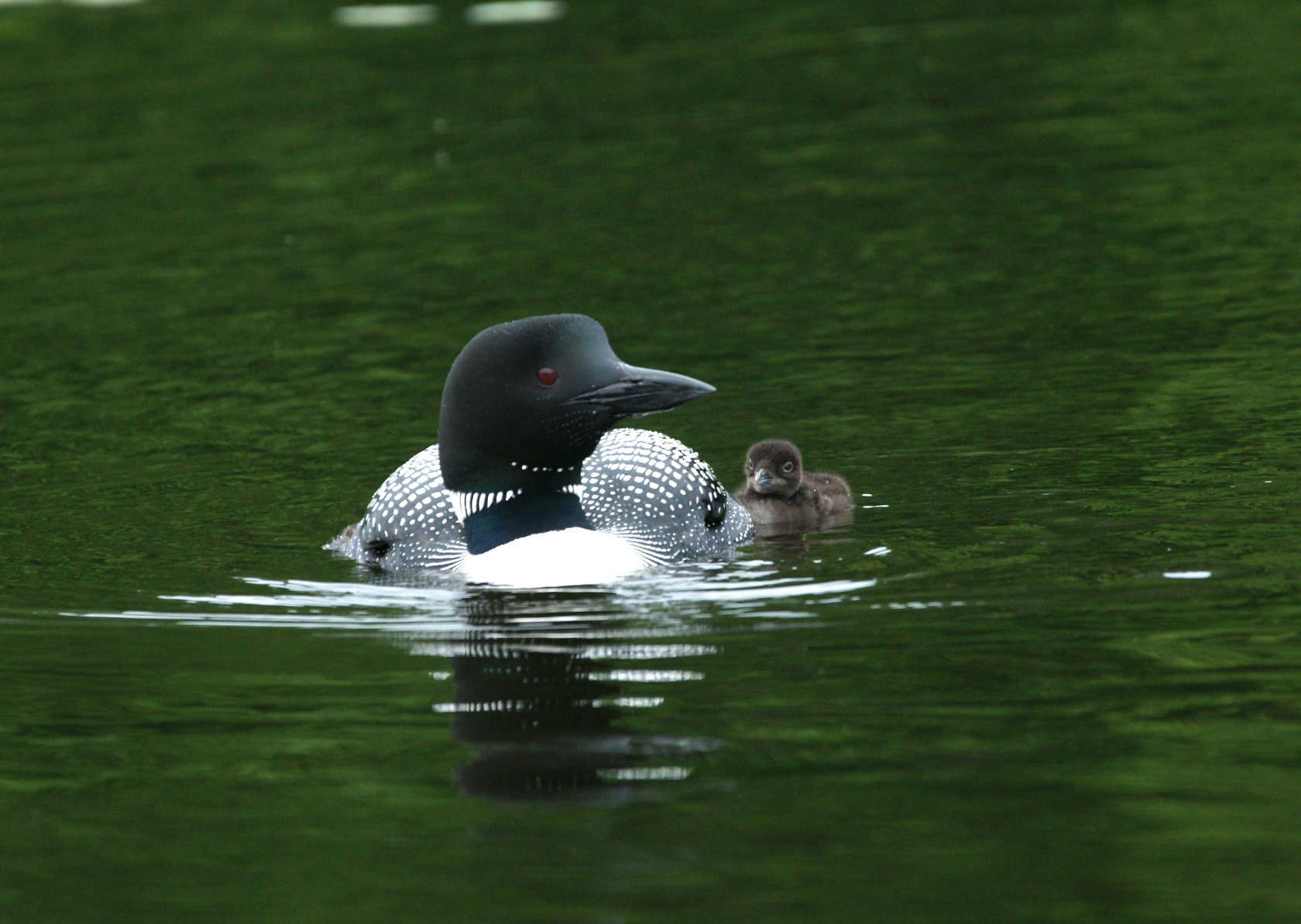 Common Loon - ME