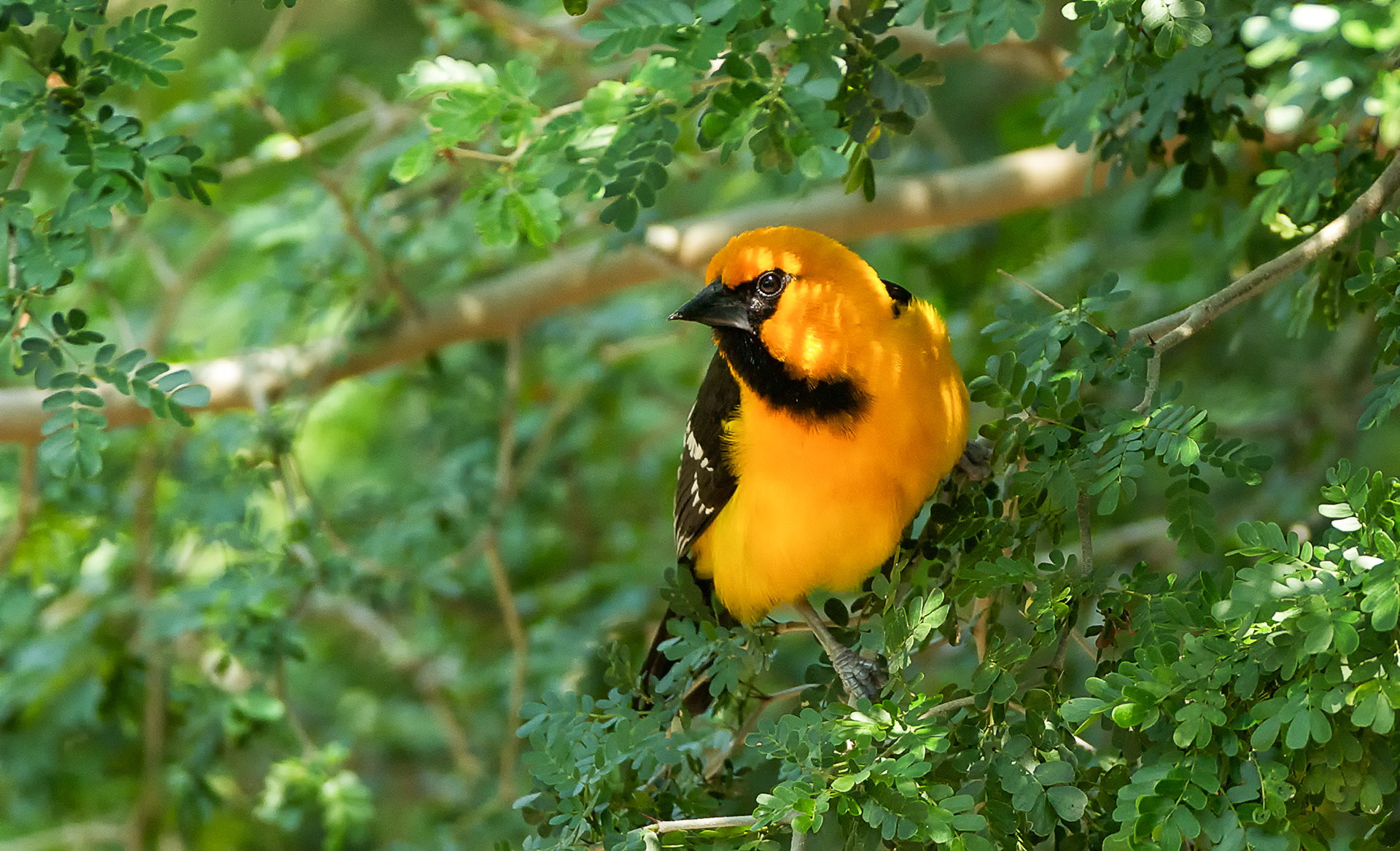 Altamira Oriole - TX