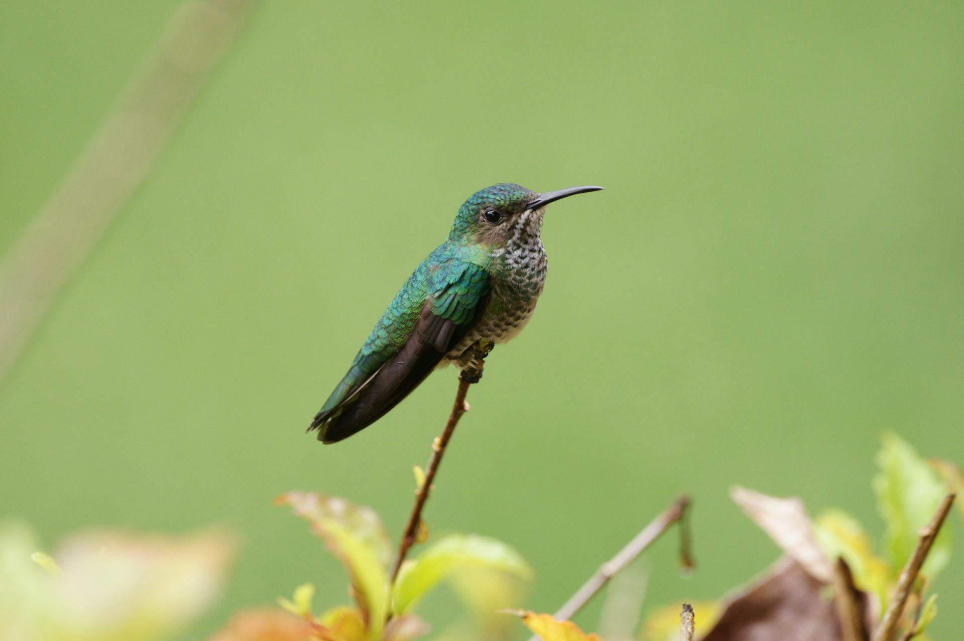 Green-breasted Mango - Costa Rica