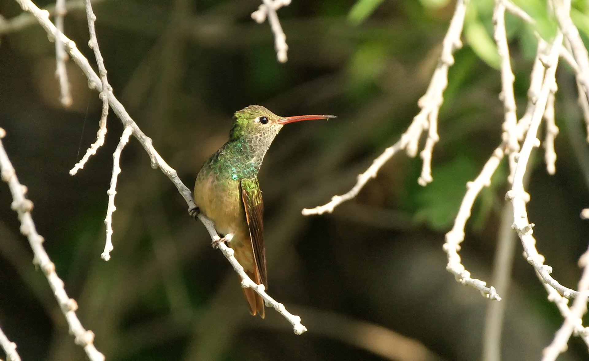 Rufous Hummingbird - TX