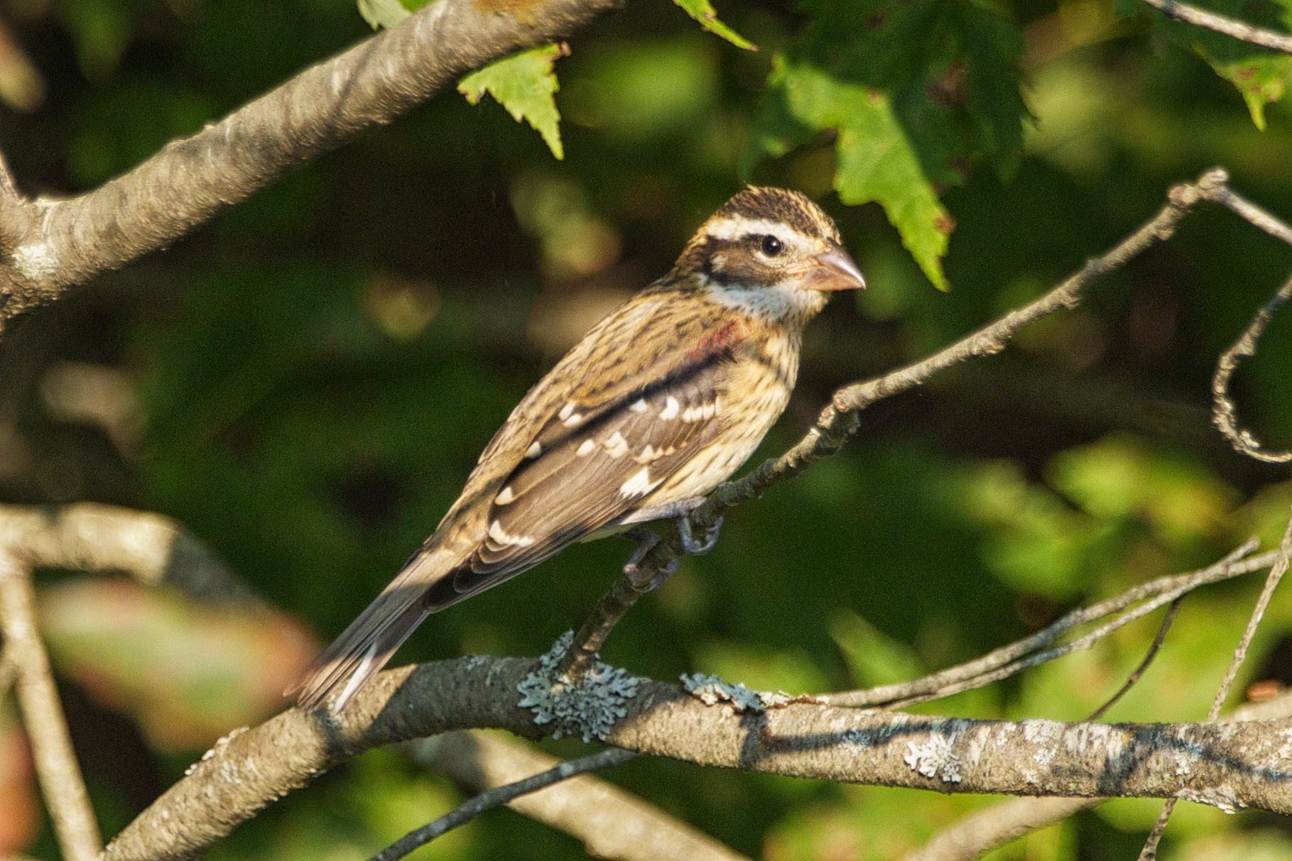 Purple Finch (f) - ME