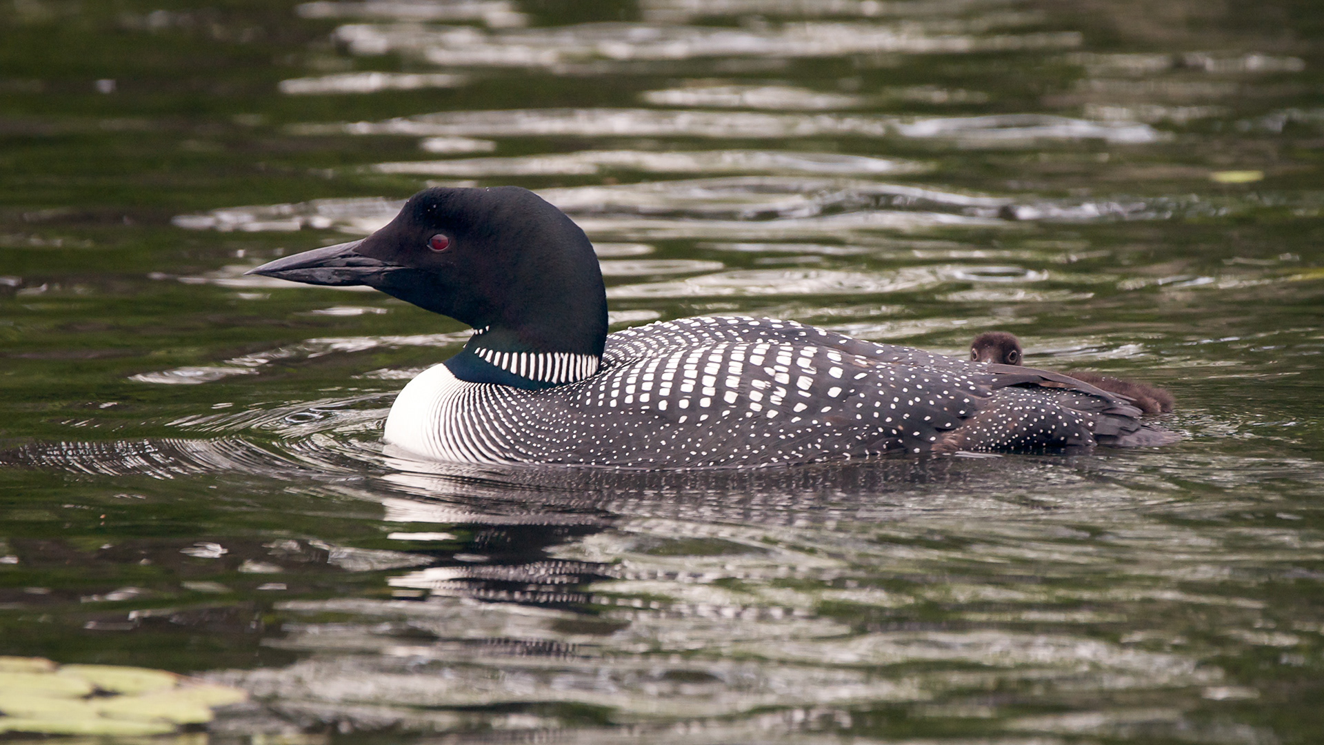 Common Loon - ME