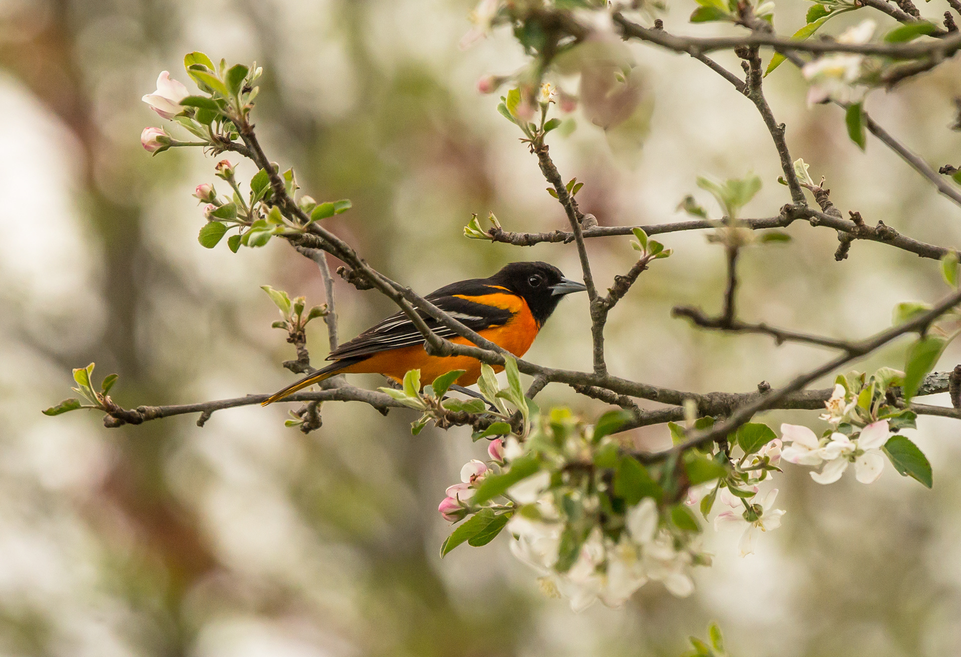 Baltimore Oriole - ME