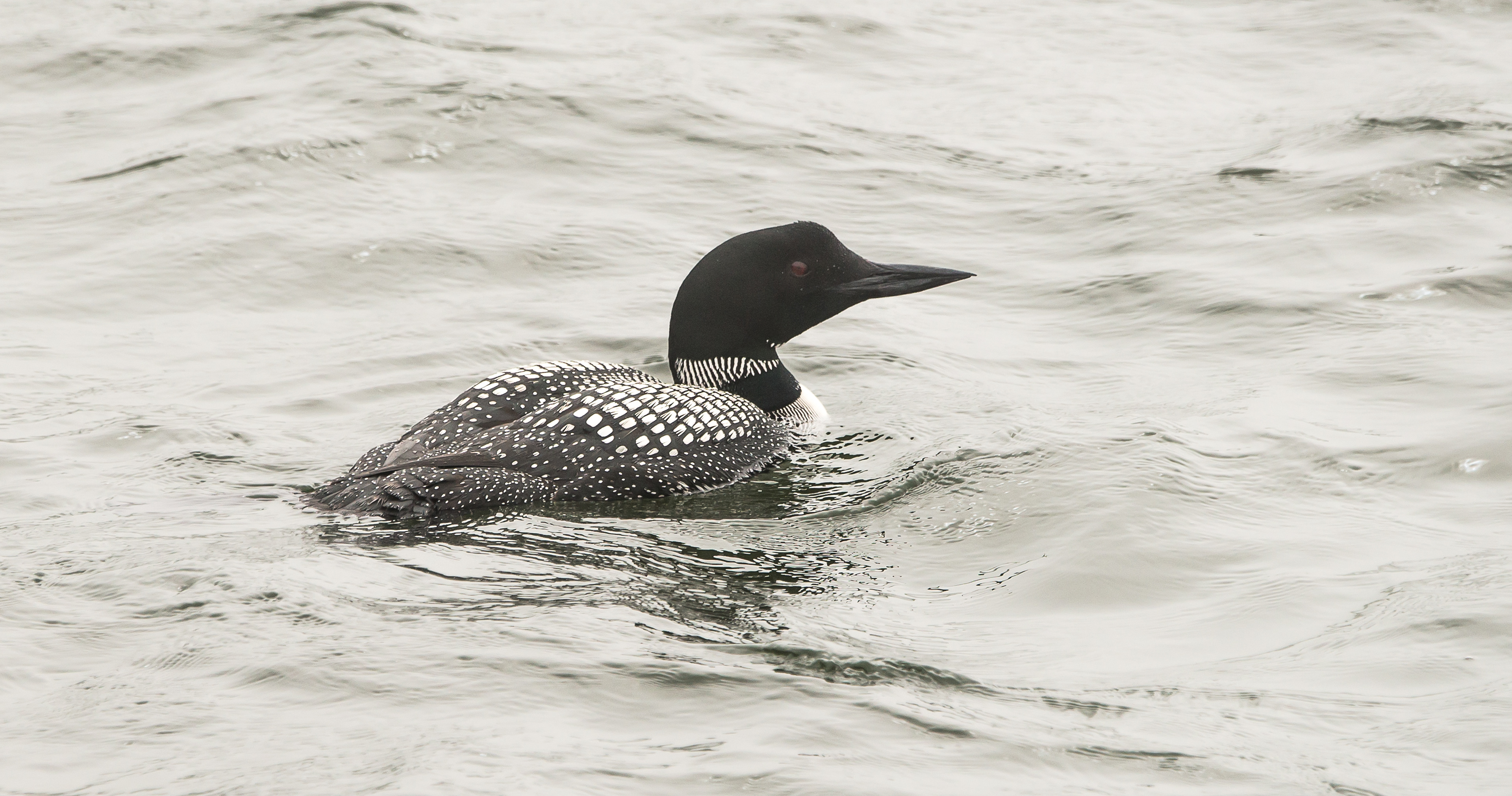 Common Loon - ME
