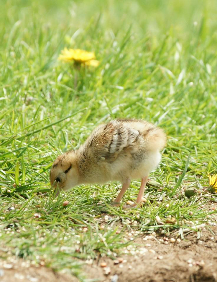Ring-necked Pheasant (juv) - ME