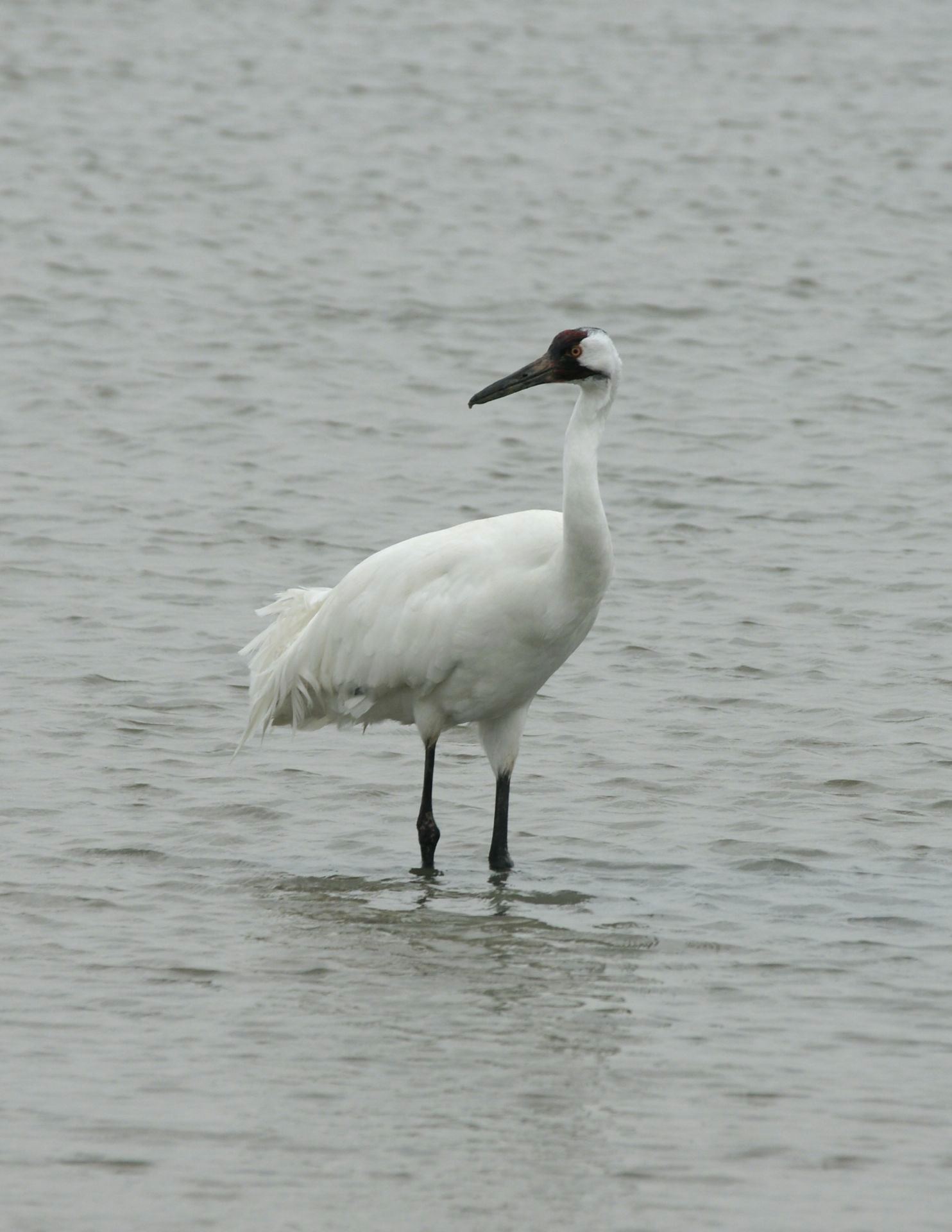 Whoooping Crane - TX