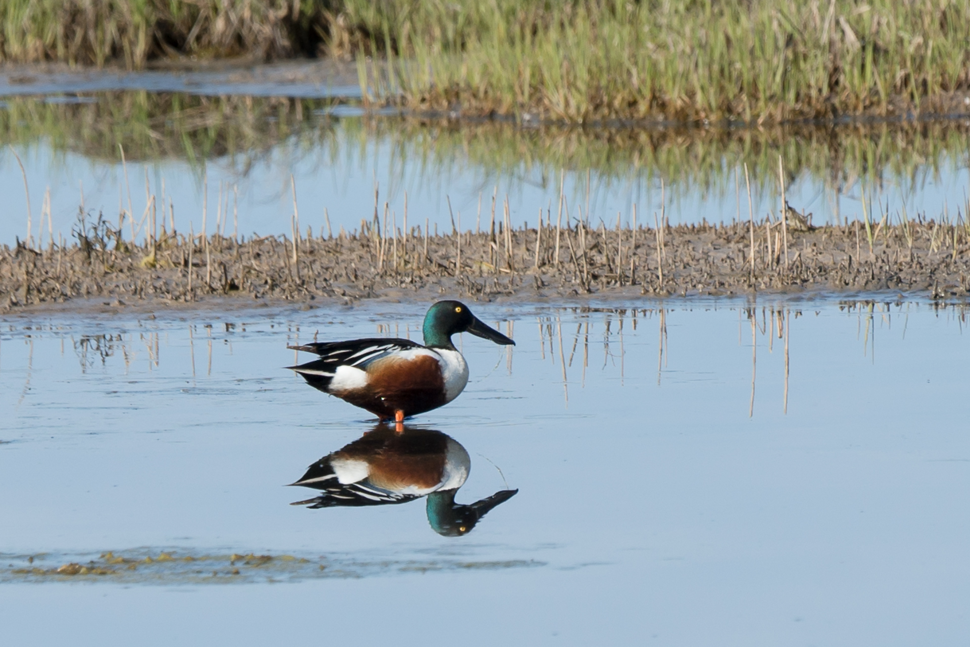 Northern Shoveler - ME