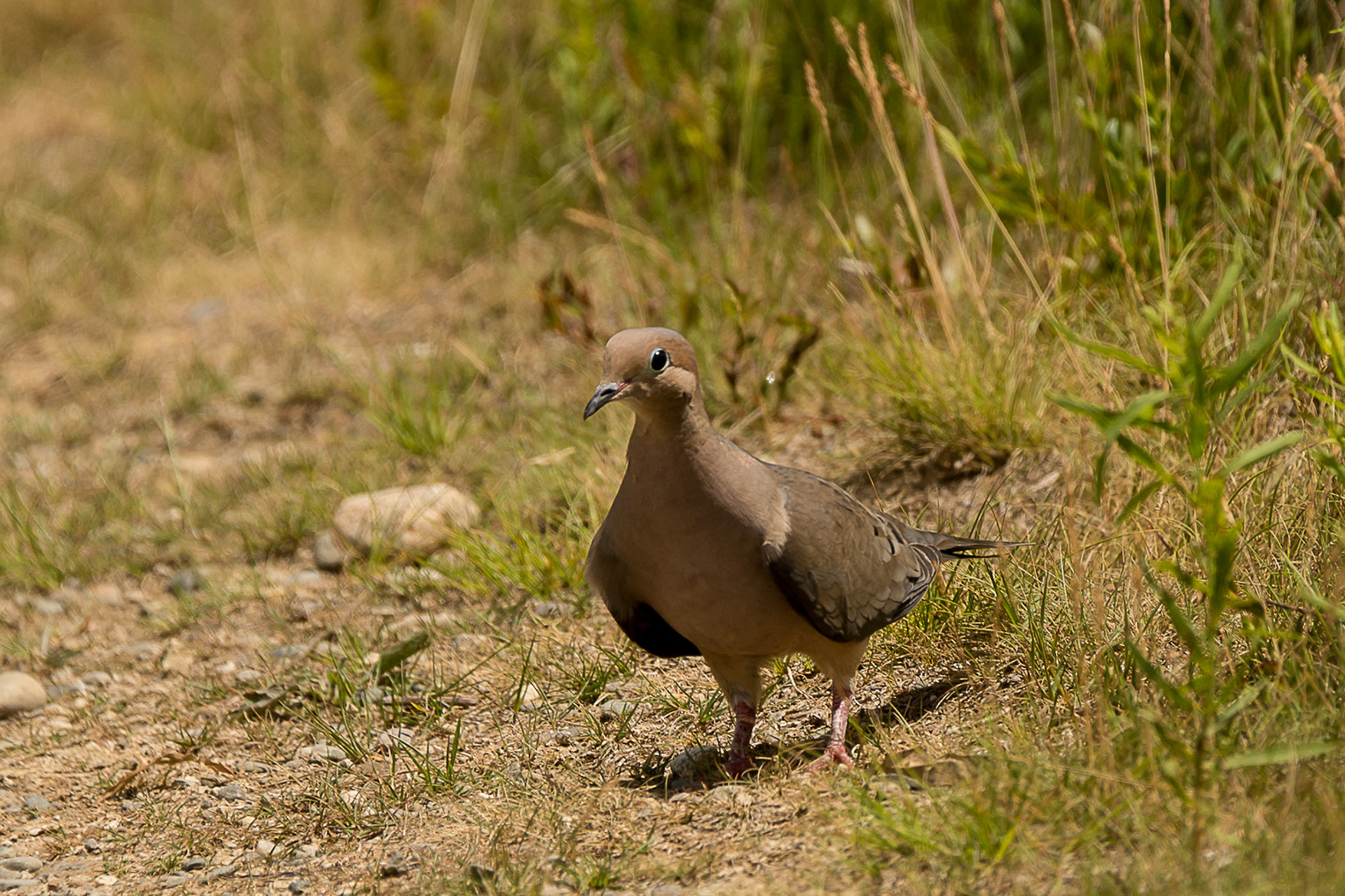 Mourning Dove - ME