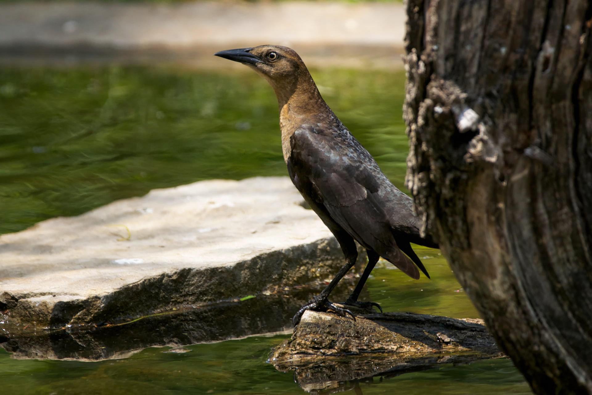 Great-tailed Grackle - TX