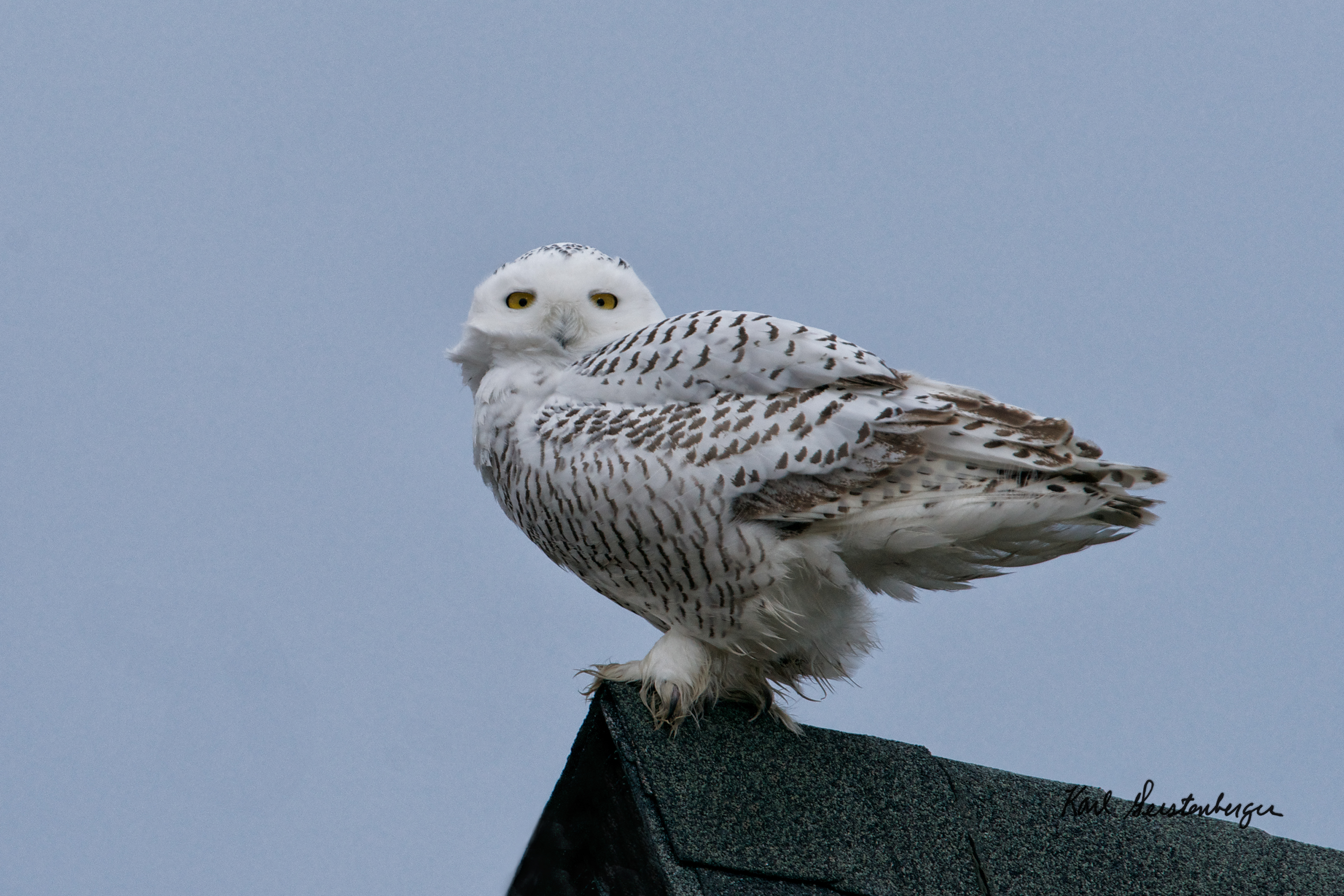 Snowy Owl - ME