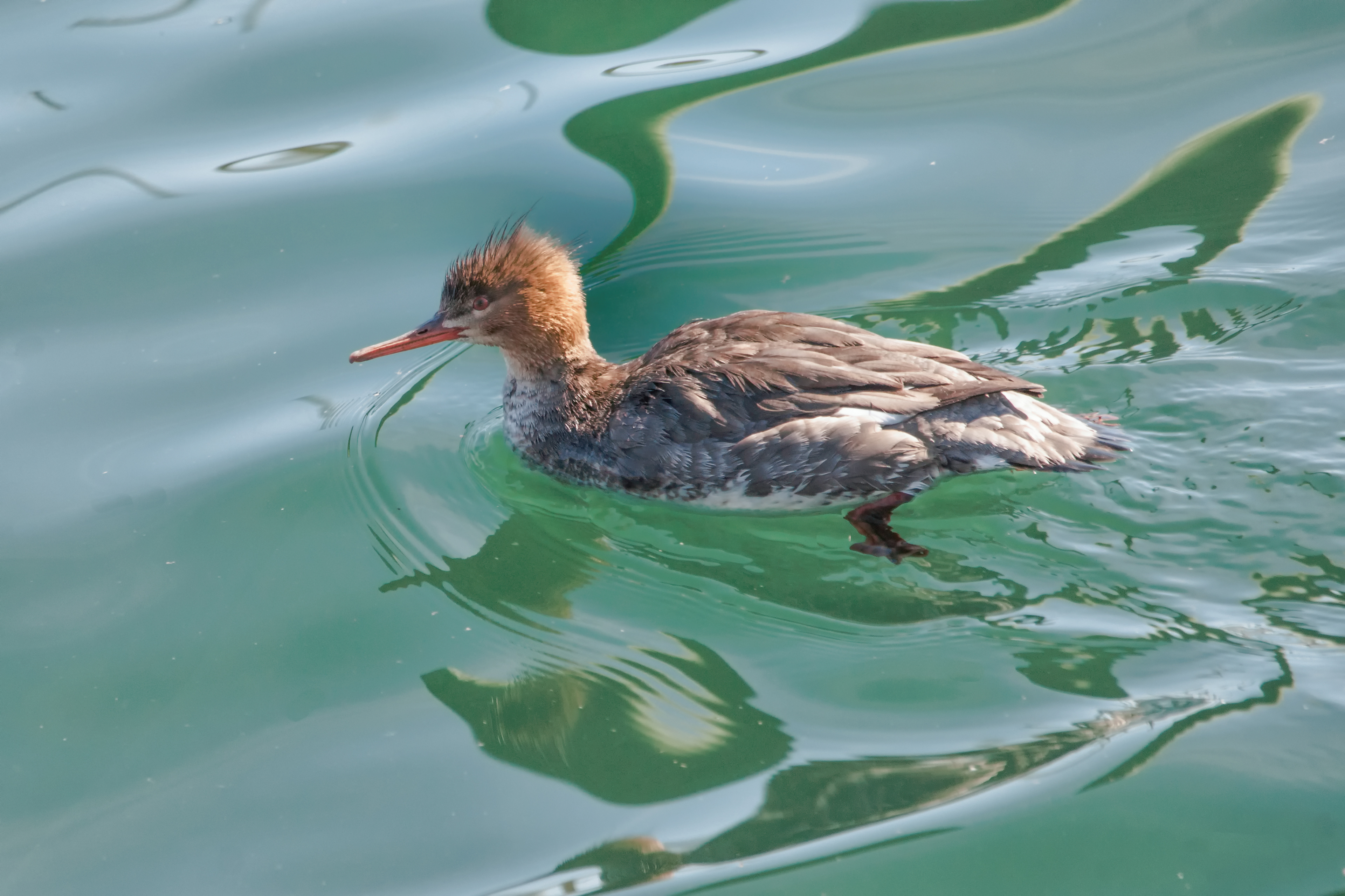 Red-breasted Merganser (f)