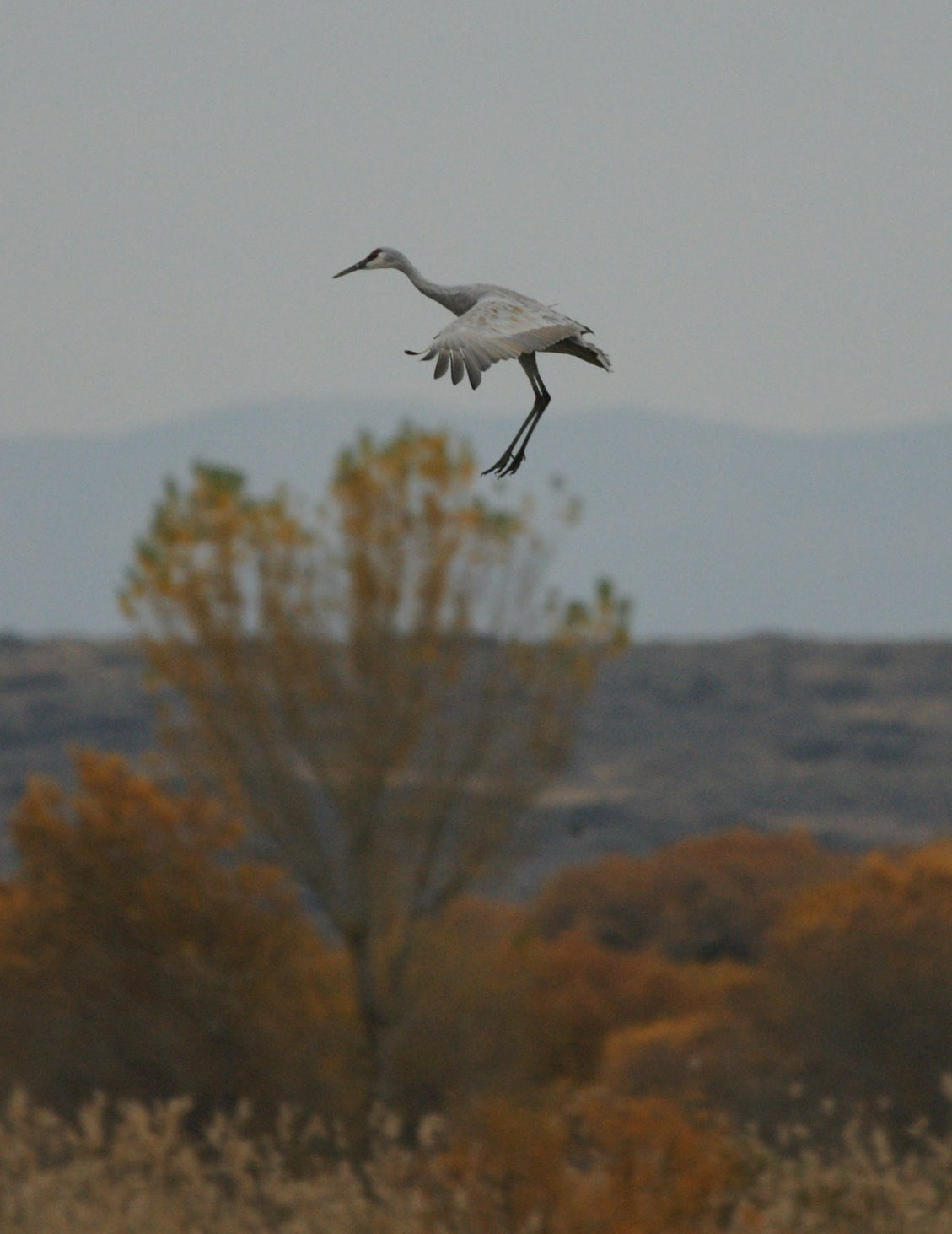 Sandhill Crane - NM