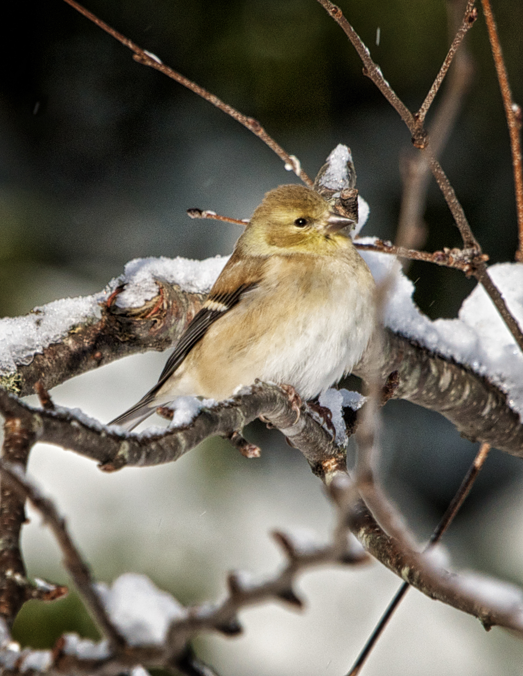 Goldfinch - ME