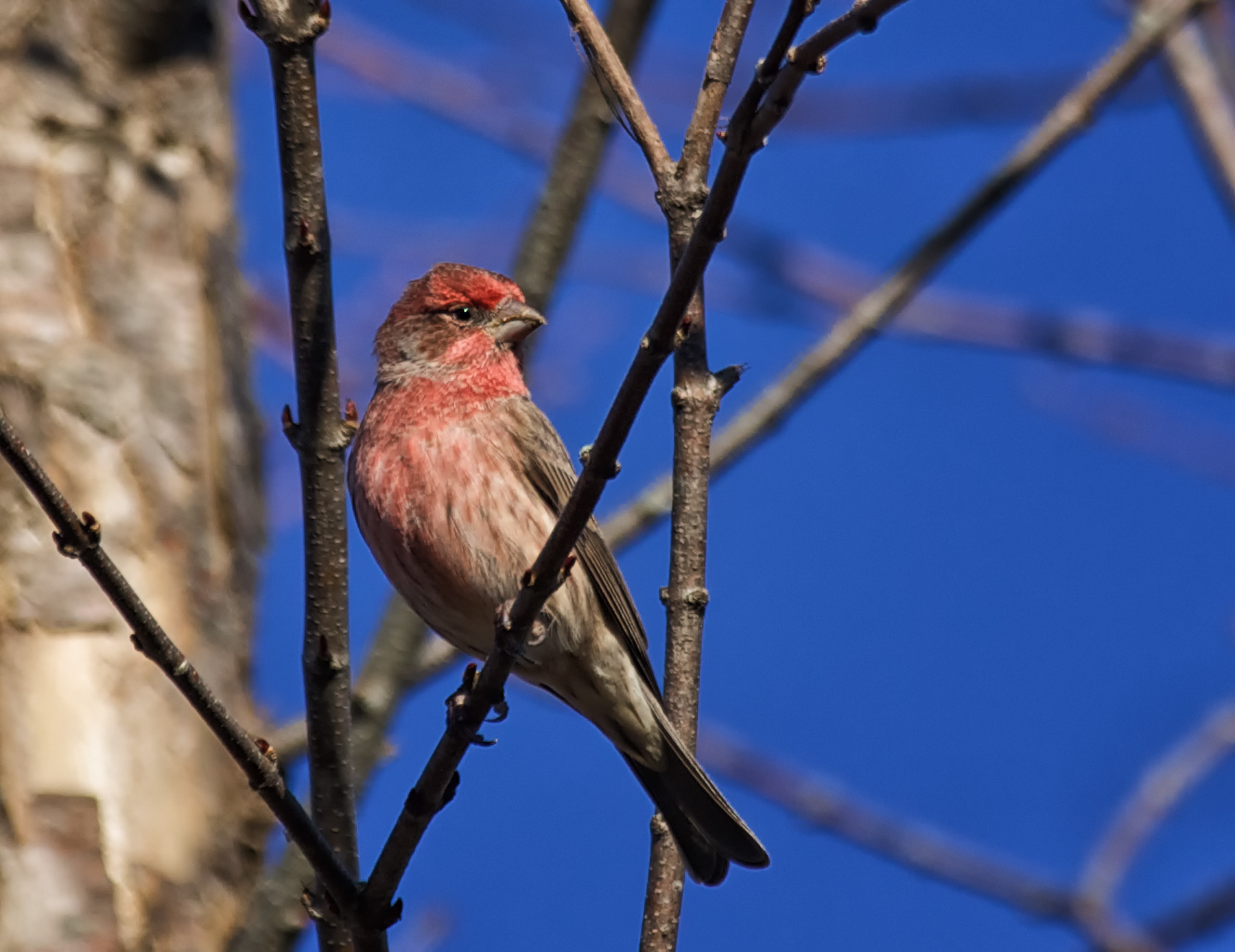 House Finch - ME