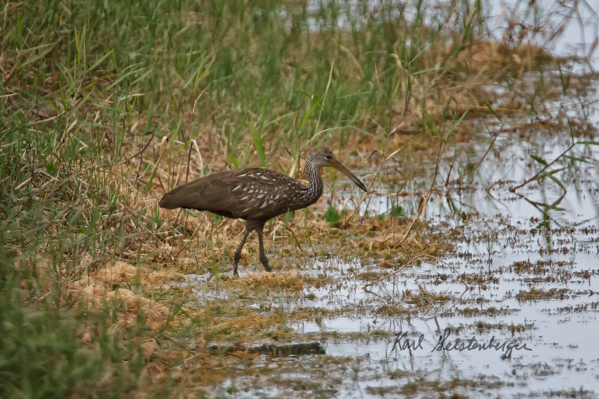 Limpkin - FL