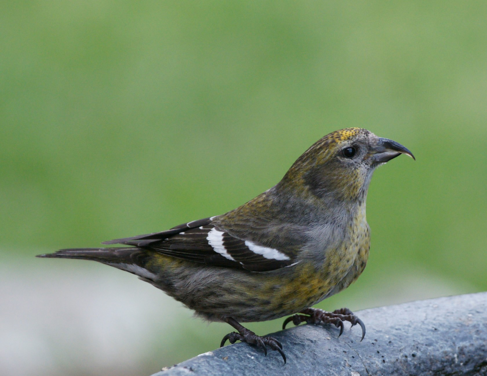 White-winged Crossbill -ME