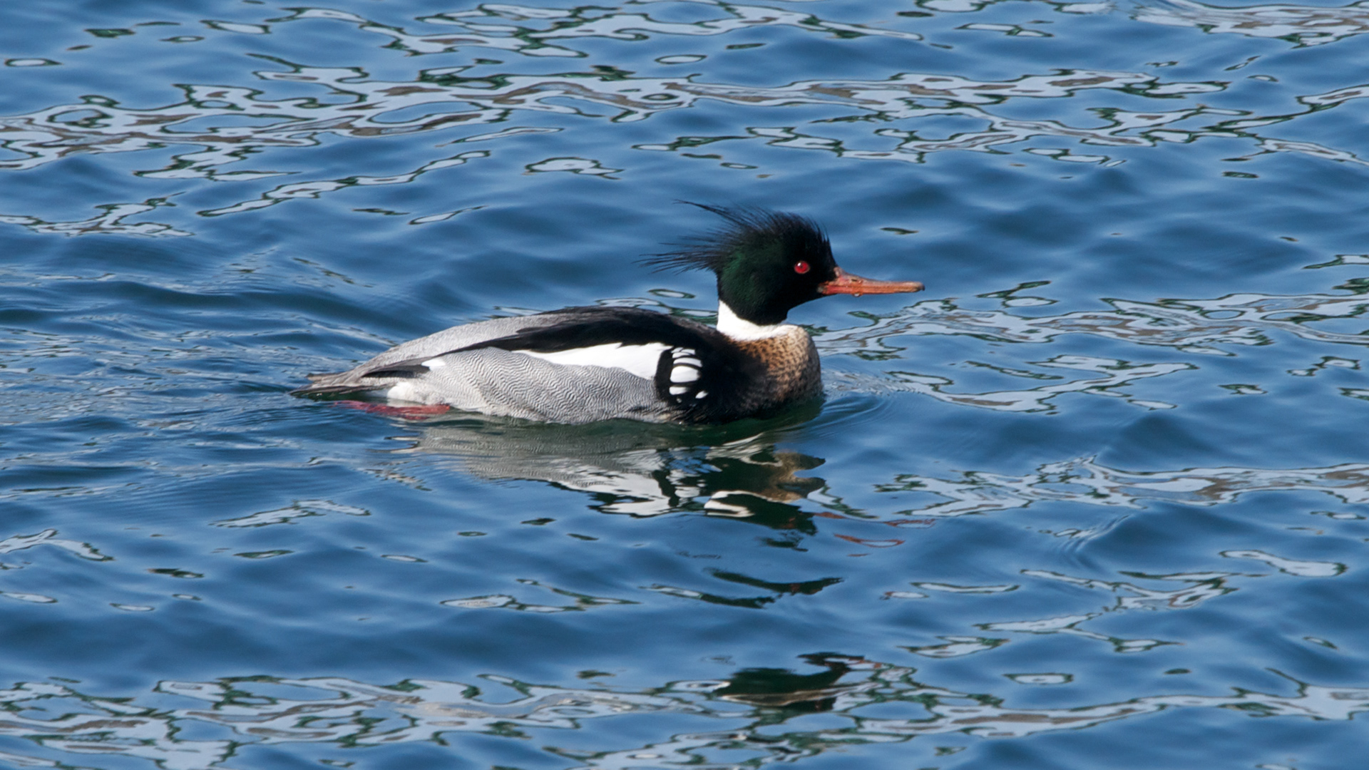 Red-breasted Merganser - ME