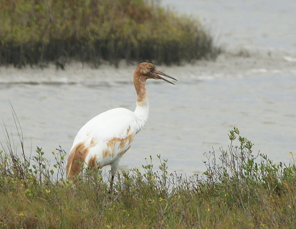 Whooping Crane (J) - TX