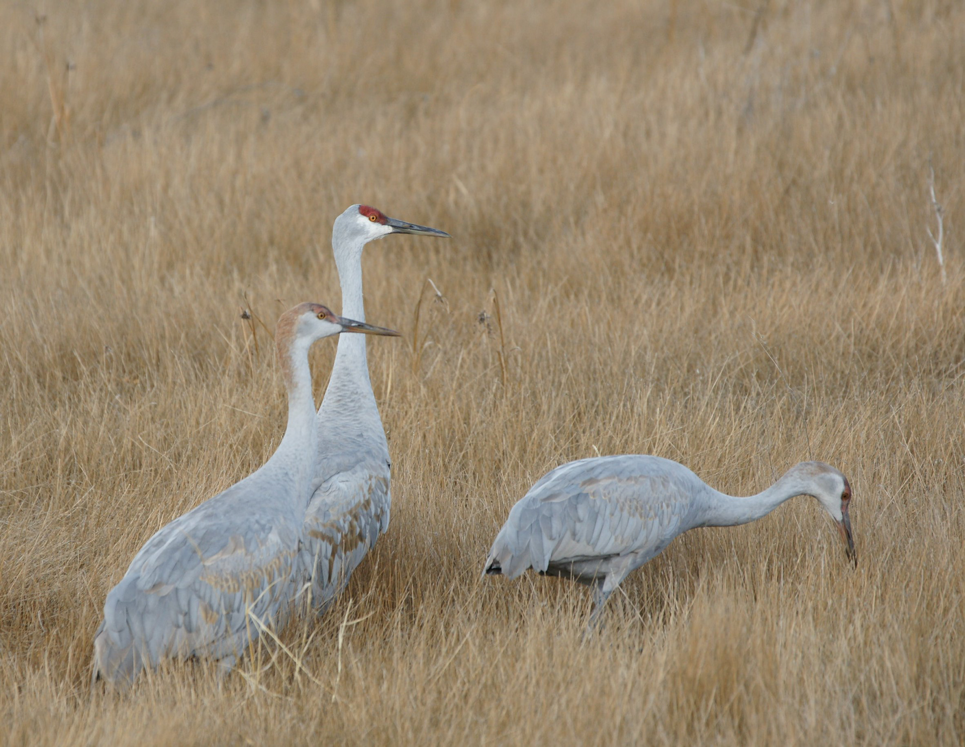 Sandhill Crane - NM