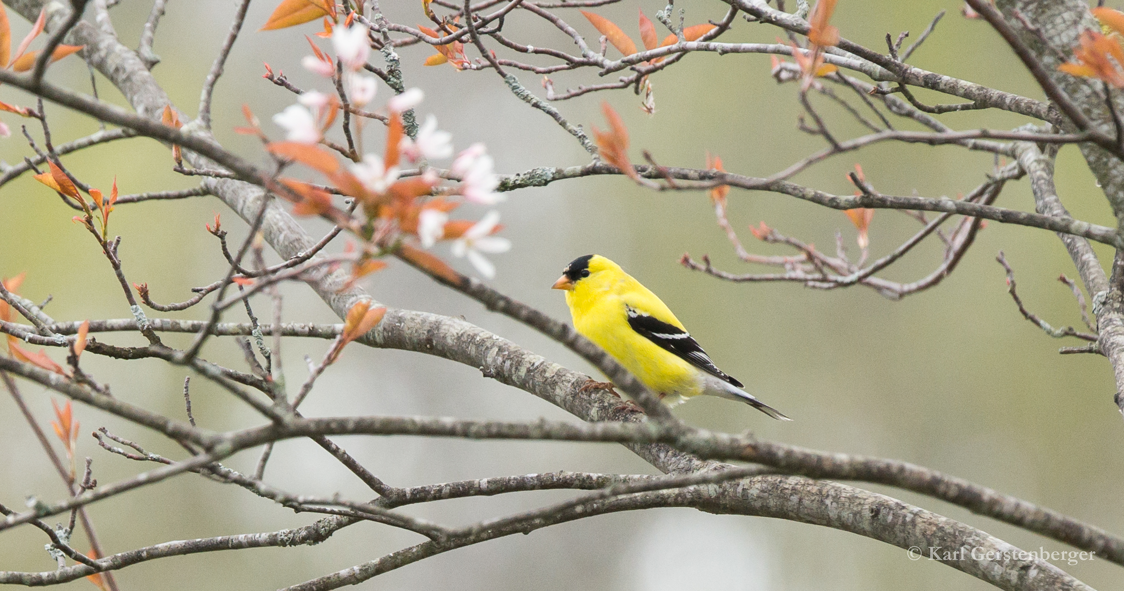 American Goldfinch - ME