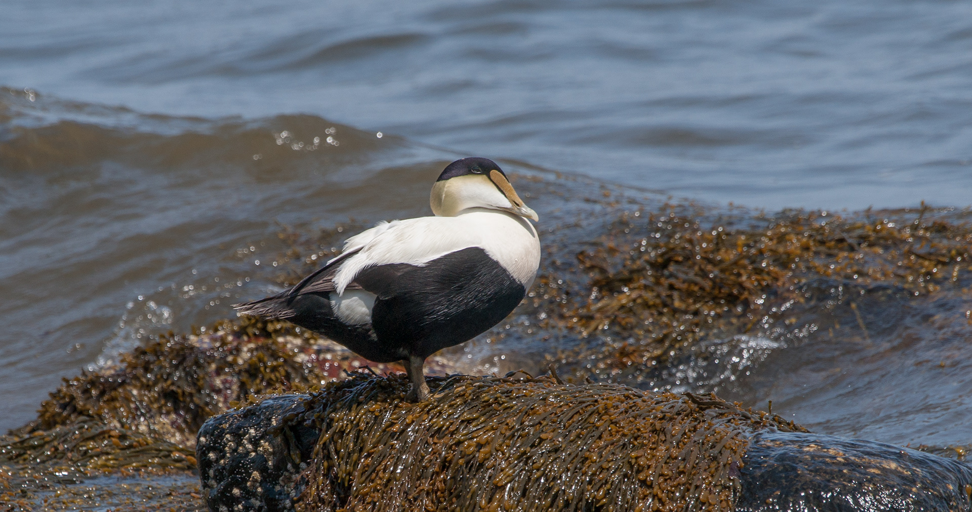 Common Eider - ME