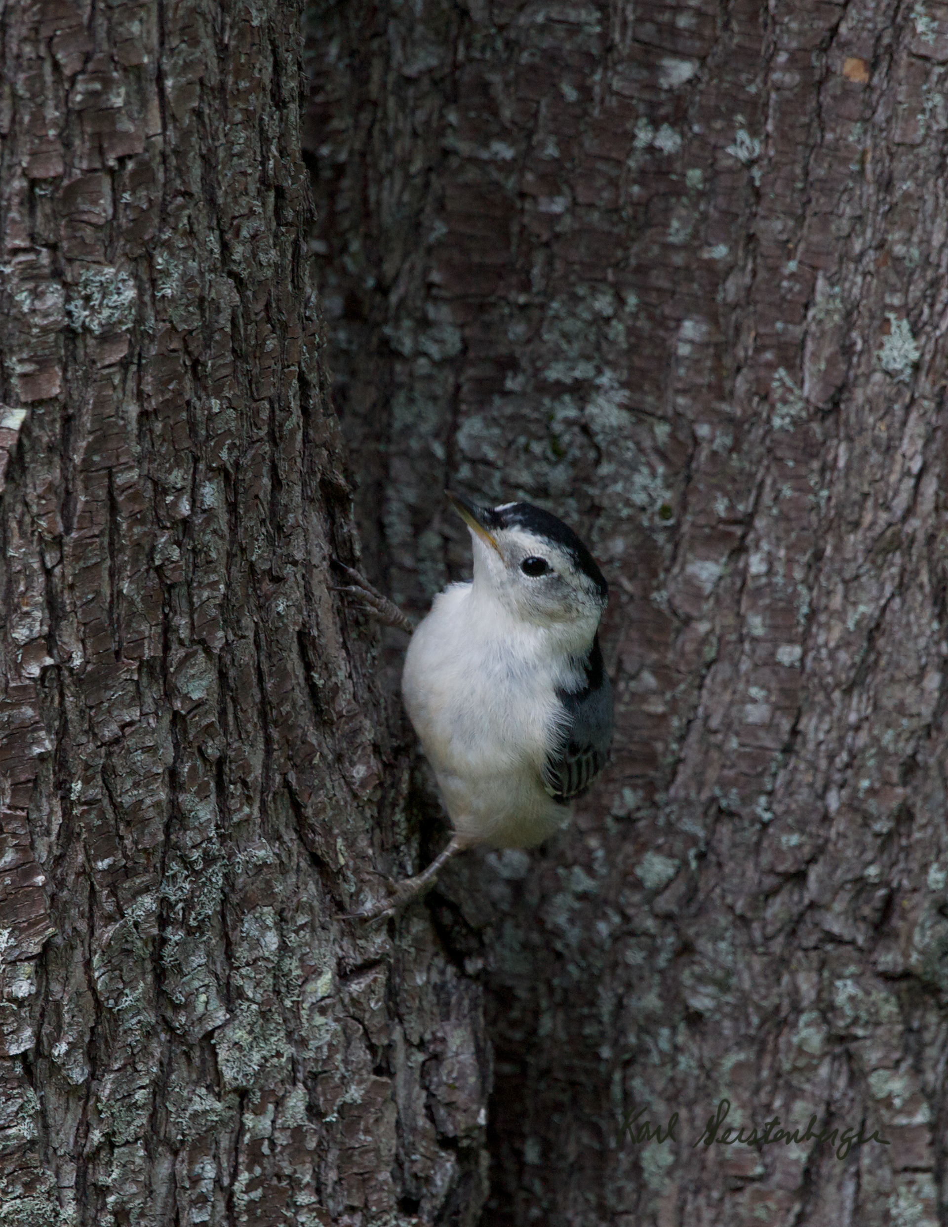 White-breasted Nuthatch - ME